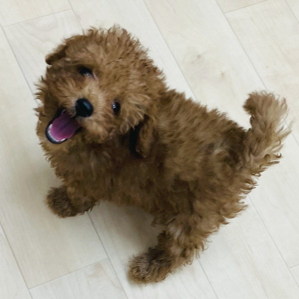 愛知県のトイプードル(トイ) (犬の家＆猫の里七宝店/2025年6月24日生まれ/男の子/レッドフォーン)の子犬の4枚目の画像