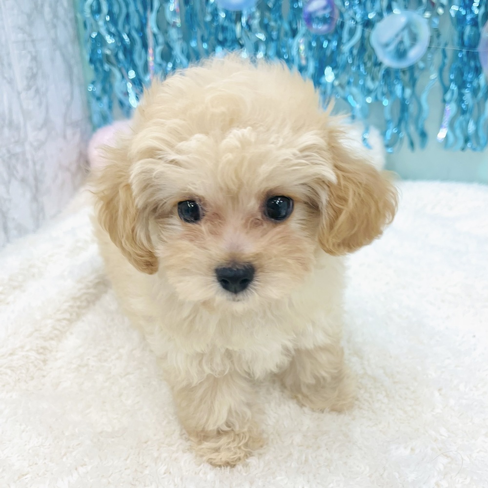 愛知県のマルプー(マルチーズ×プードル) (犬の家＆猫の里エアポートウォーク店/2025年6月24日生まれ/女の子/クリーム)の子犬の4枚目の画像