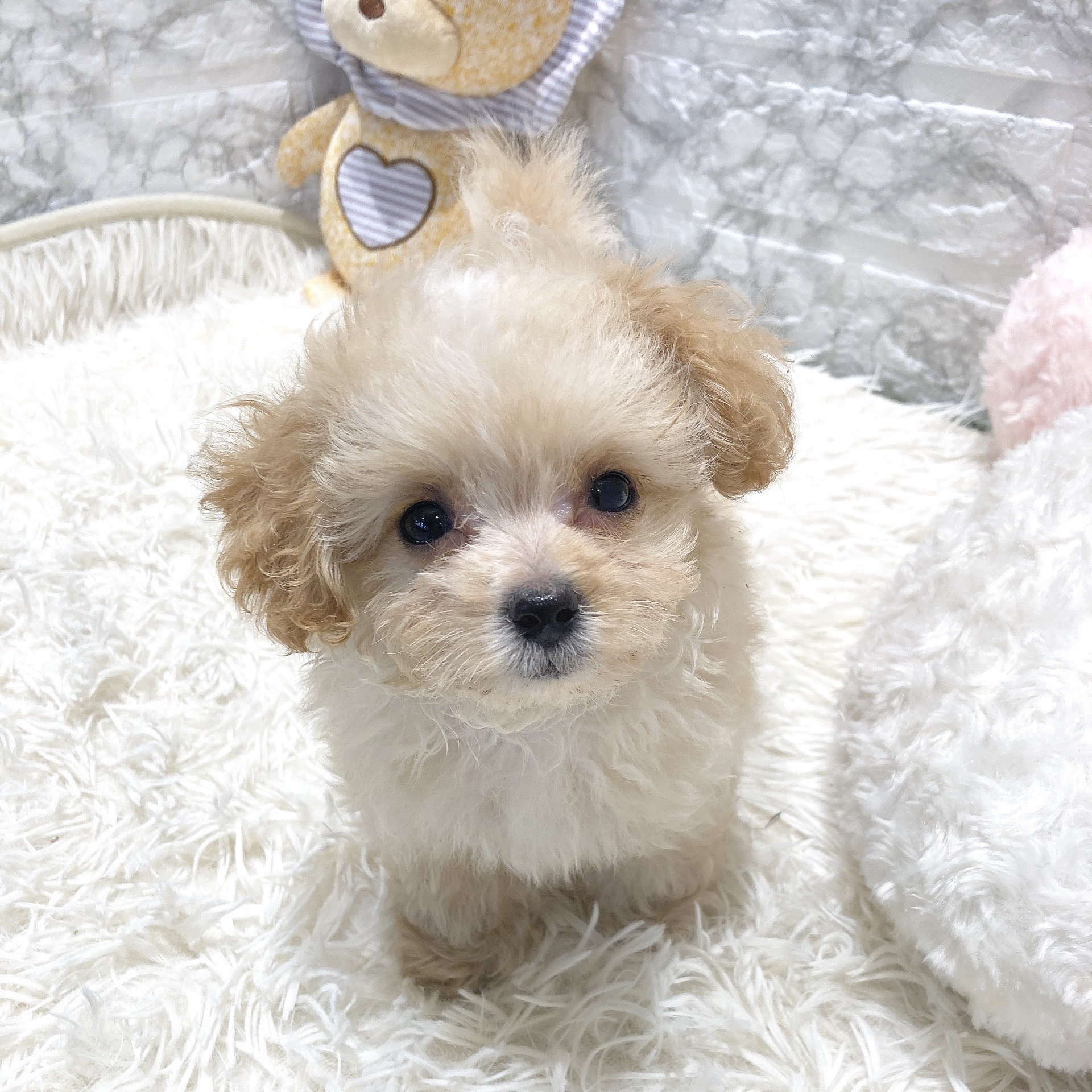 愛知県のマルプー(マルチーズ×プードル) (犬の家＆猫の里MiO香久山店/2025年6月24日生まれ/男の子/クリームホワイト)の子犬の1枚目の画像
