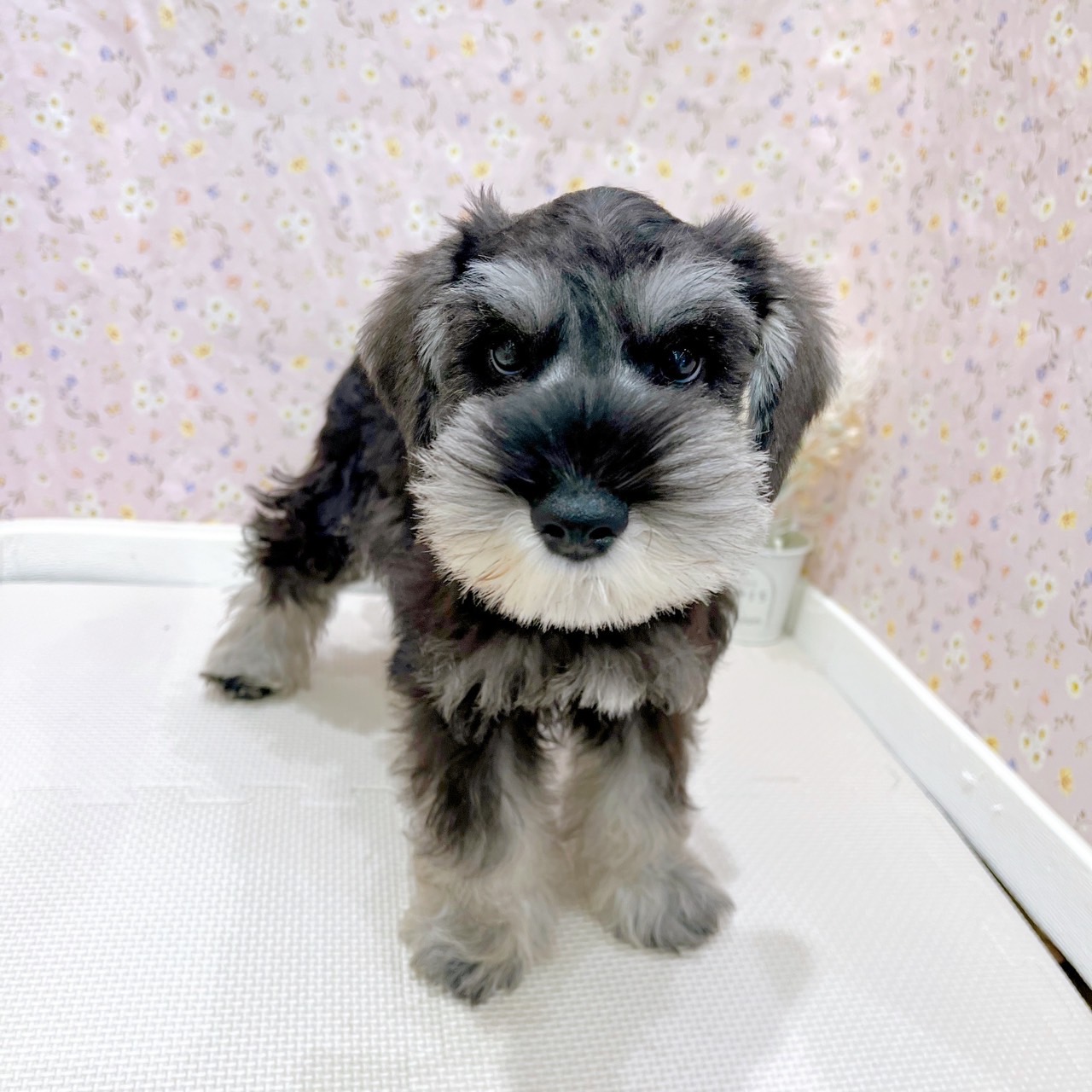 石川県のミニチュアシュナウザー (犬の家＆猫の里金沢店/2025年6月25日生まれ/男の子/ソルトペッパー)の子犬の4枚目の画像