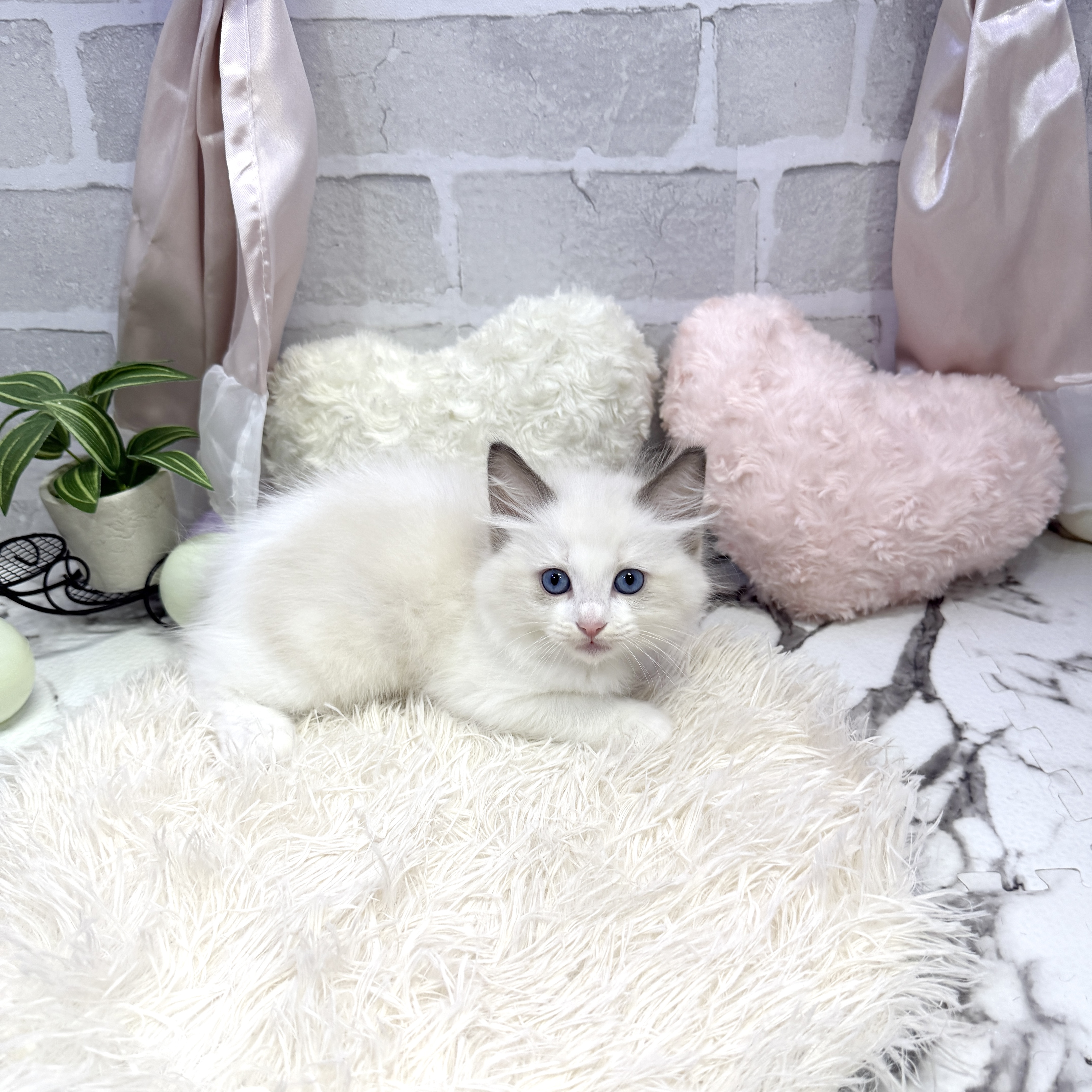 愛知県のラグドール (犬の家＆猫の里岡崎店/2025年6月25日生まれ/女の子/シールポイントバイカラー)の子猫の4枚目の画像