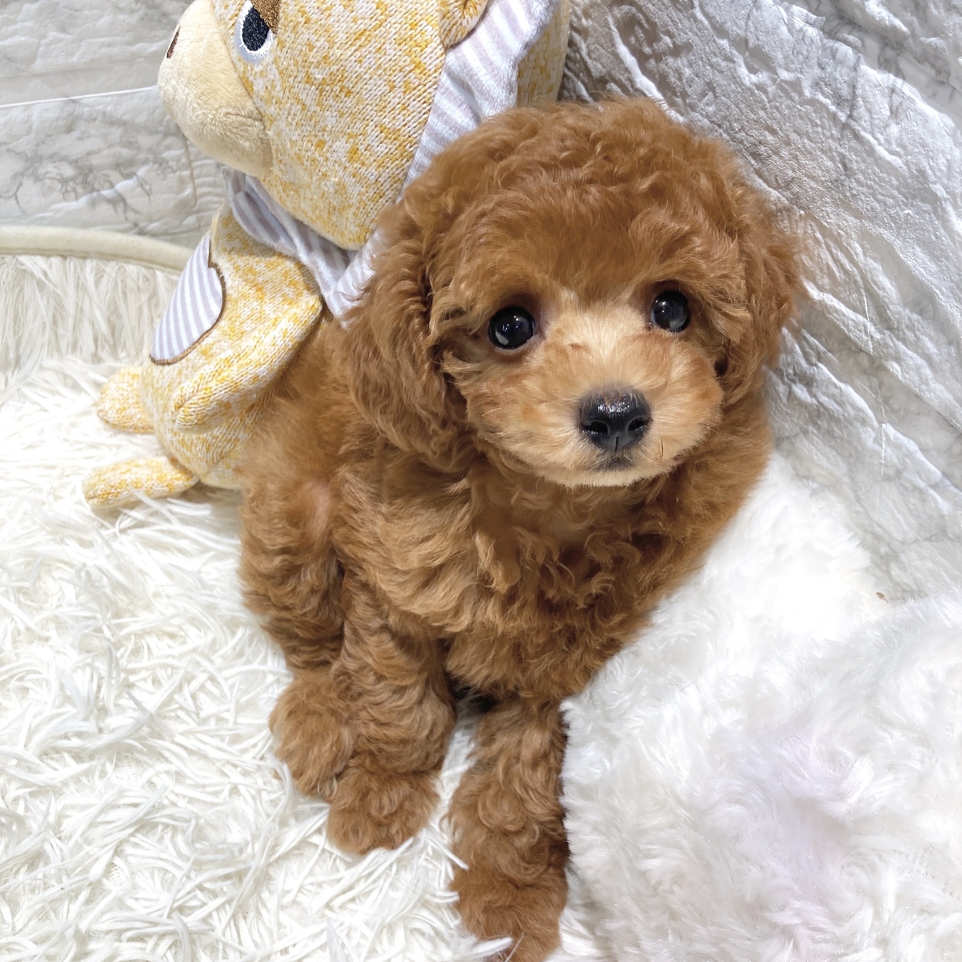 愛知県のトイプードル(トイ) (犬の家＆猫の里MiO香久山店/2025年6月23日生まれ/女の子/レッドフォーン)の子犬の4枚目の画像