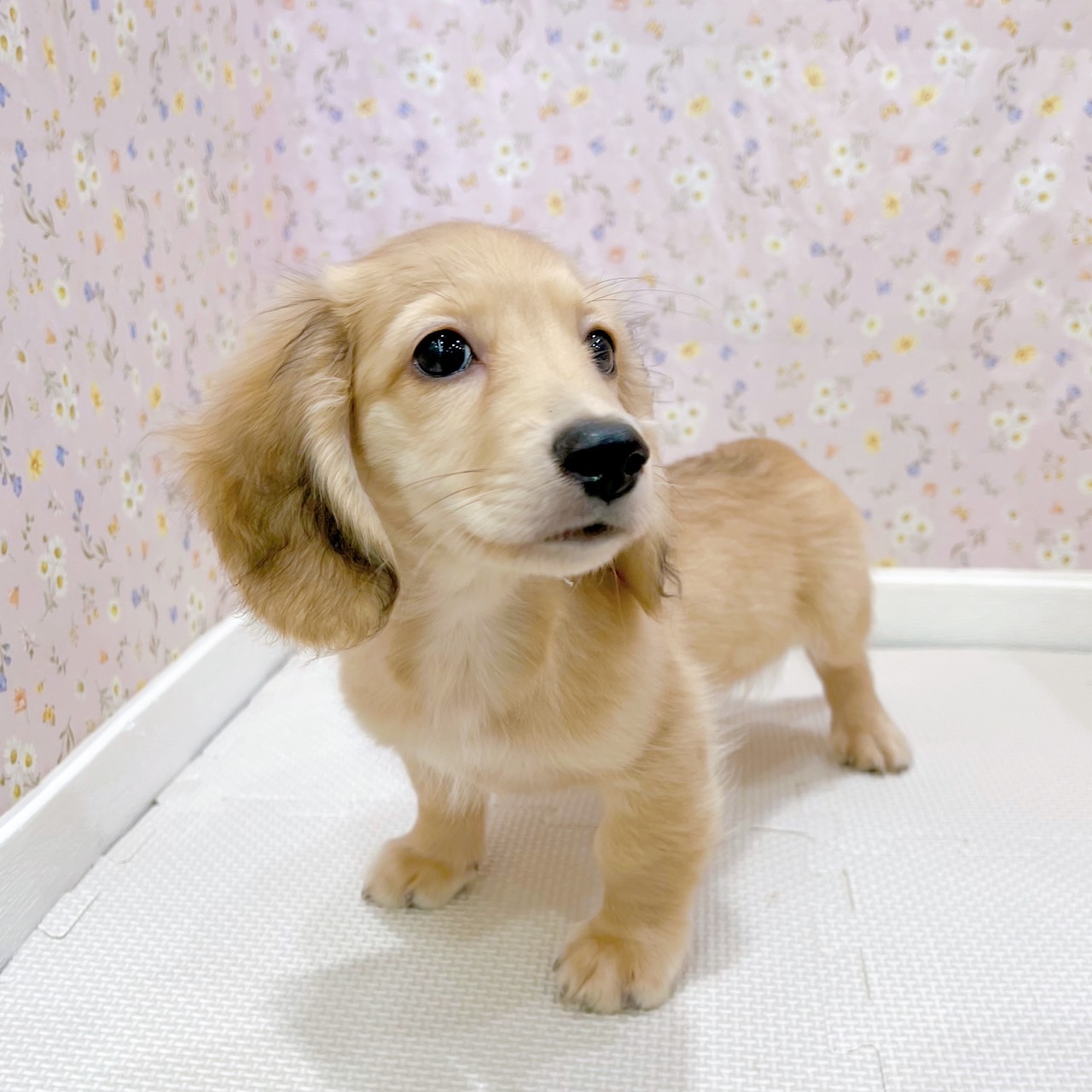 石川県のミニチュアダックスフンド(ロング) (犬の家＆猫の里金沢店/2025年6月25日生まれ/男の子/レディシュイエロー)の子犬の4枚目の画像