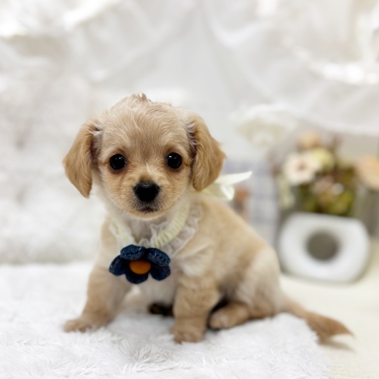 岐阜県のチワックス(チワワ×ダックス) (犬の家＆猫の里カラフルタウン岐阜店/2025年6月25日生まれ/女の子/イエロー)の子犬の4枚目の画像