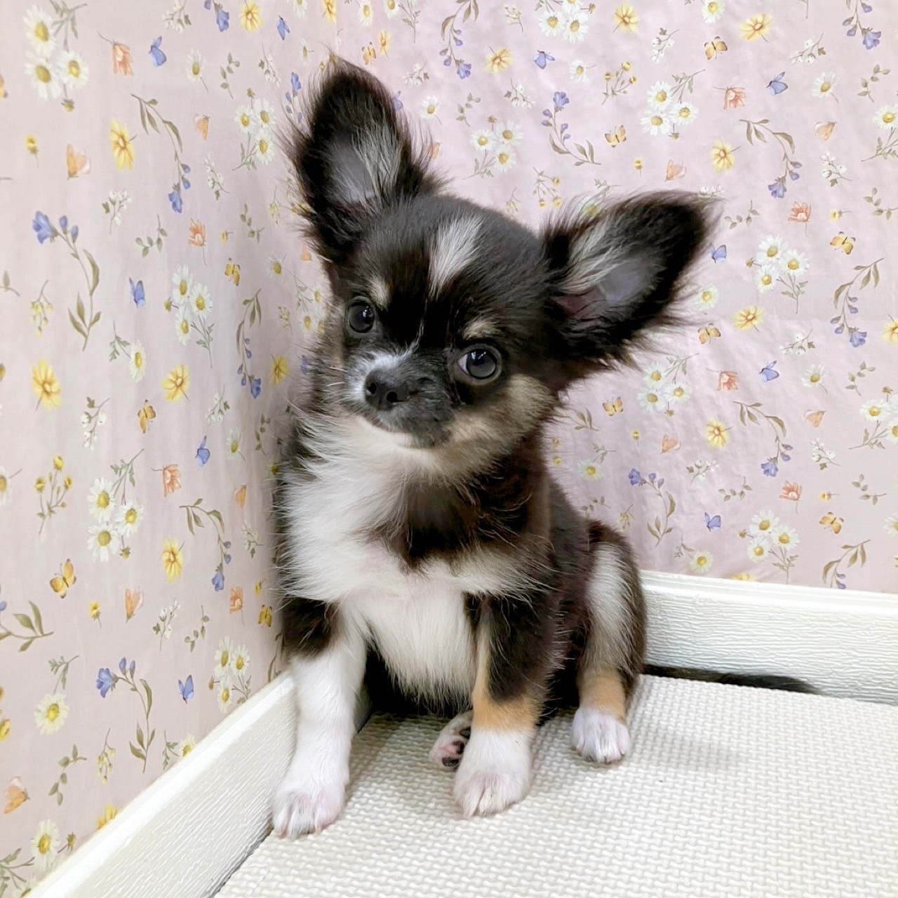 石川県のチワワ(ロング) (犬の家＆猫の里金沢店/2025年6月25日生まれ/女の子/ブラックタンホワイト)の子犬の4枚目の画像