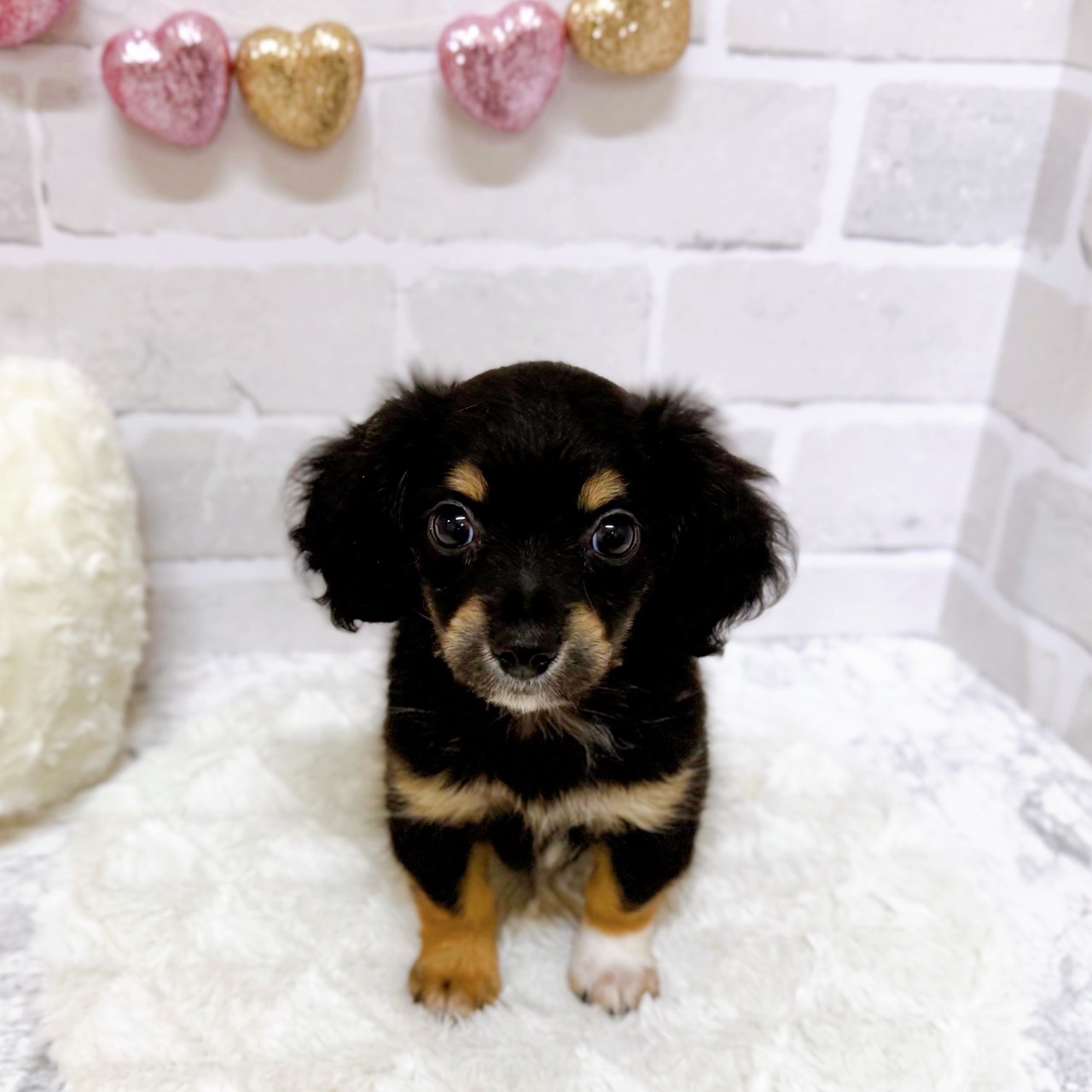 京都府のチワックス(チワワ×ダックス) (犬の家＆猫の里京都精華店/2025年6月25日生まれ/女の子/ブラックタン)の子犬の1枚目の画像