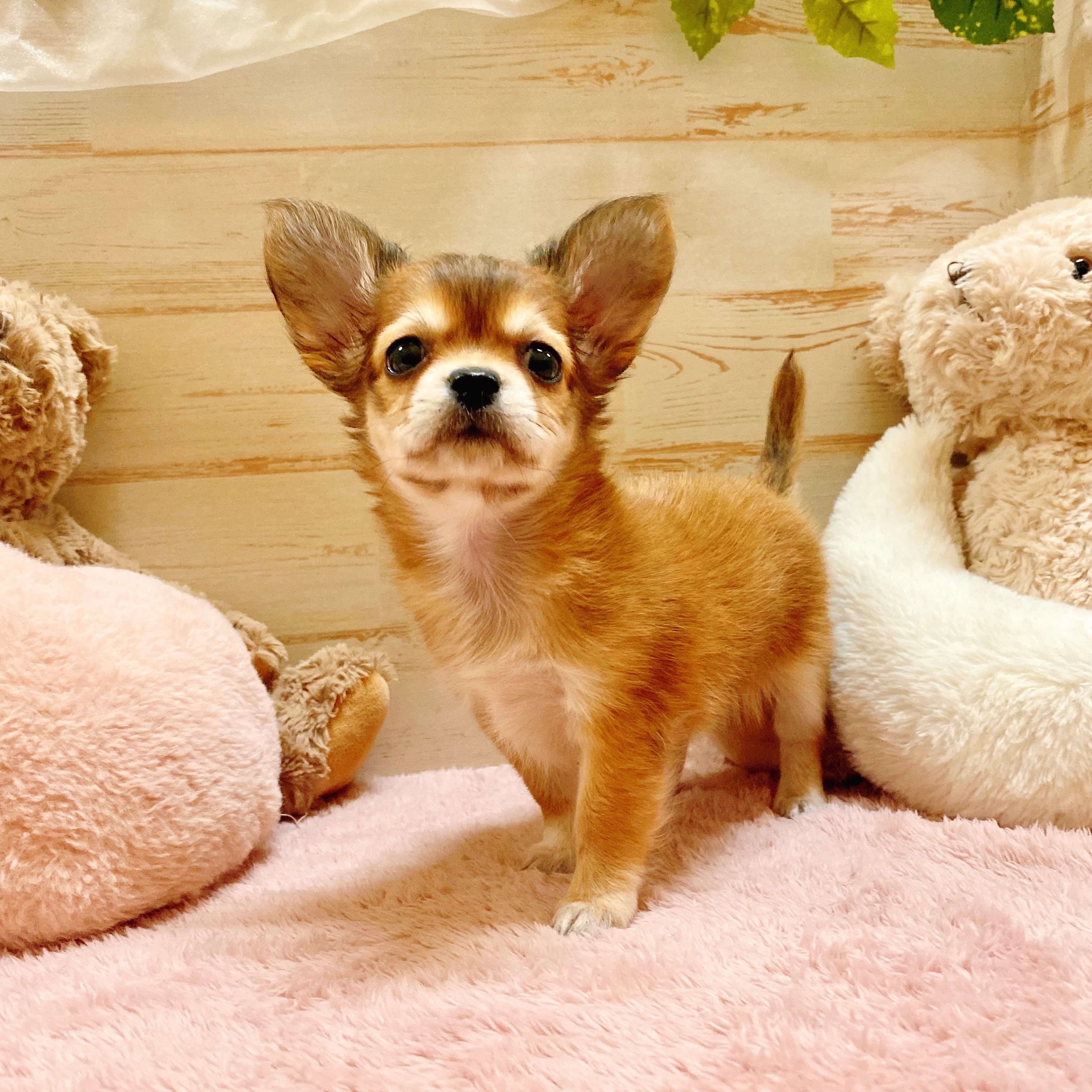 兵庫県のチワックス(チワワ×ダックス) (犬の家＆猫の里神戸店/2025年6月23日生まれ/女の子/レッドセーブル)の子犬の4枚目の画像