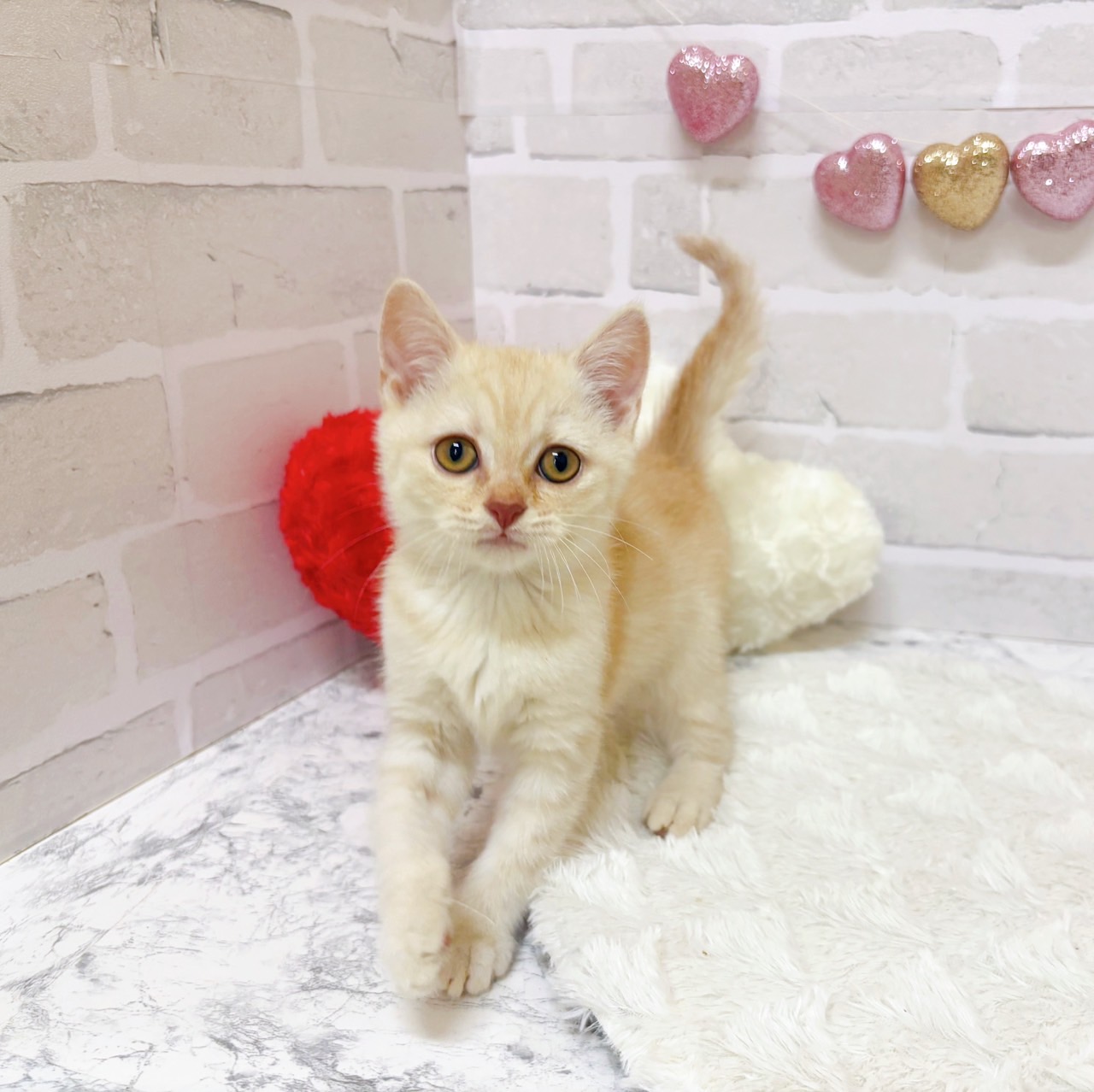 京都府のスコティッシュストレート (犬の家＆猫の里京都精華店/2025年6月22日生まれ/男の子/レッドタビー)の子猫の4枚目の画像