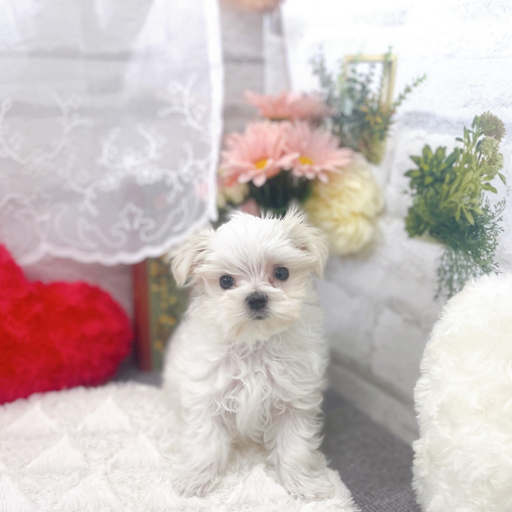 京都府のマルチーズ (犬の家＆猫の里京都樟葉店/2025年6月22日生まれ/男の子/ホワイト)の子犬の1枚目の画像