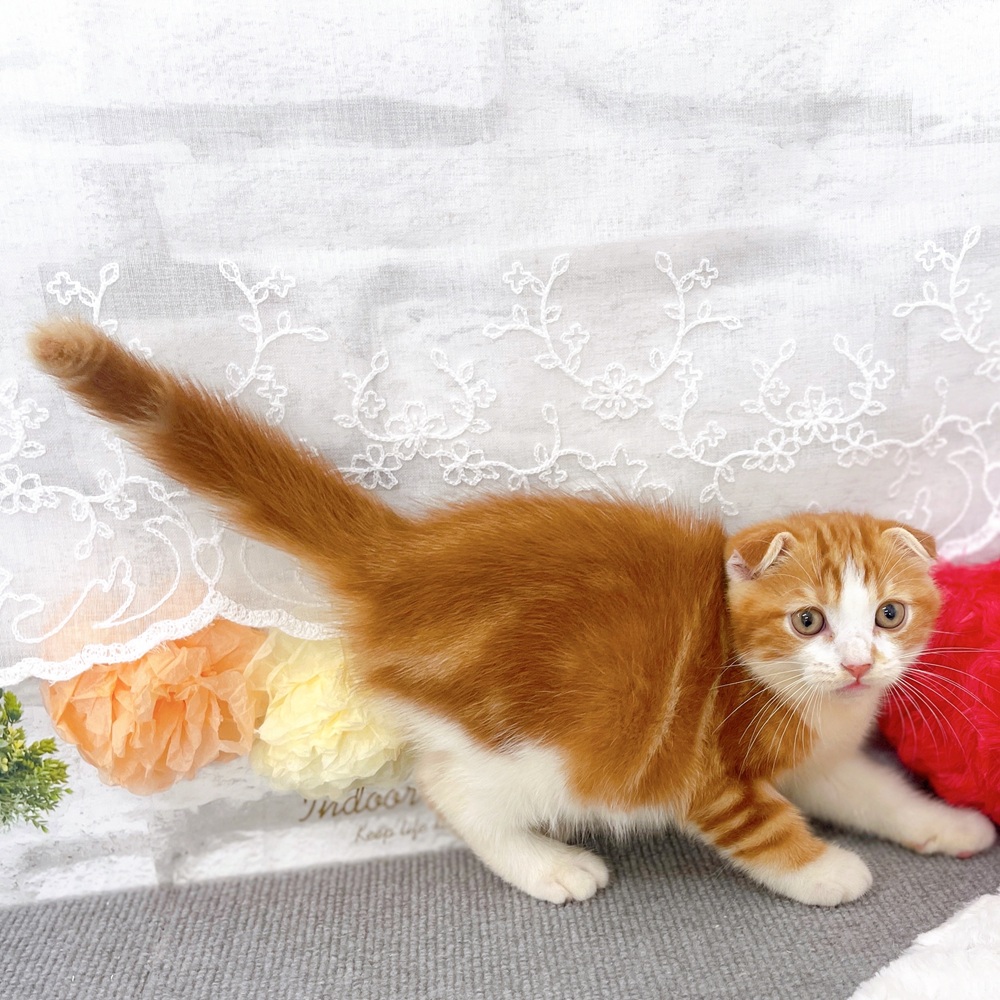 京都府のスコティッシュフォールド (犬の家＆猫の里京都樟葉店/2025年6月22日生まれ/男の子/レッドタビーホワイト)の子猫の4枚目の画像