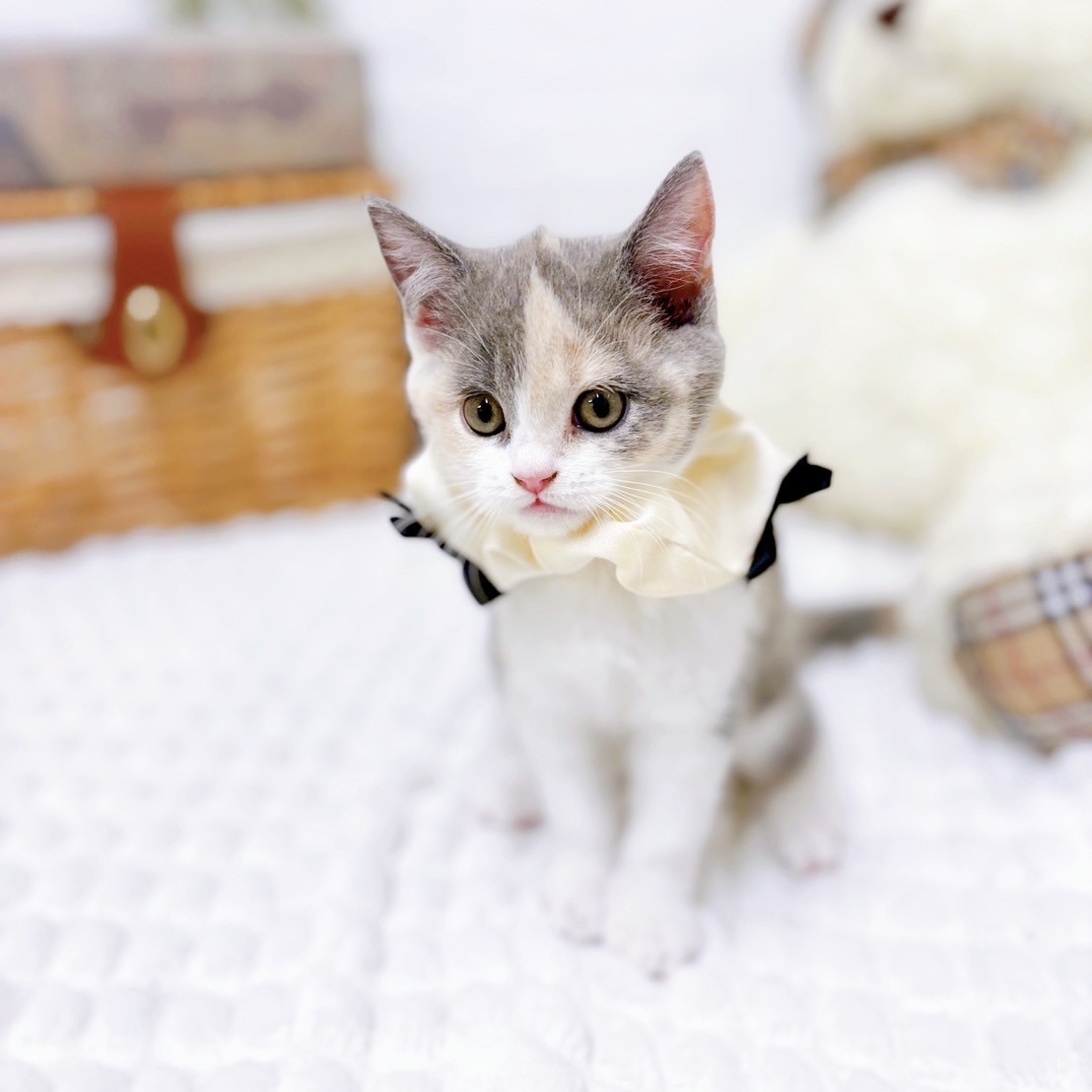 滋賀県のブリティッシュショートヘアー (犬の家＆猫の里近江八幡店/2025年6月23日生まれ/女の子/ダイリュートキャリコ)の子猫の4枚目の画像