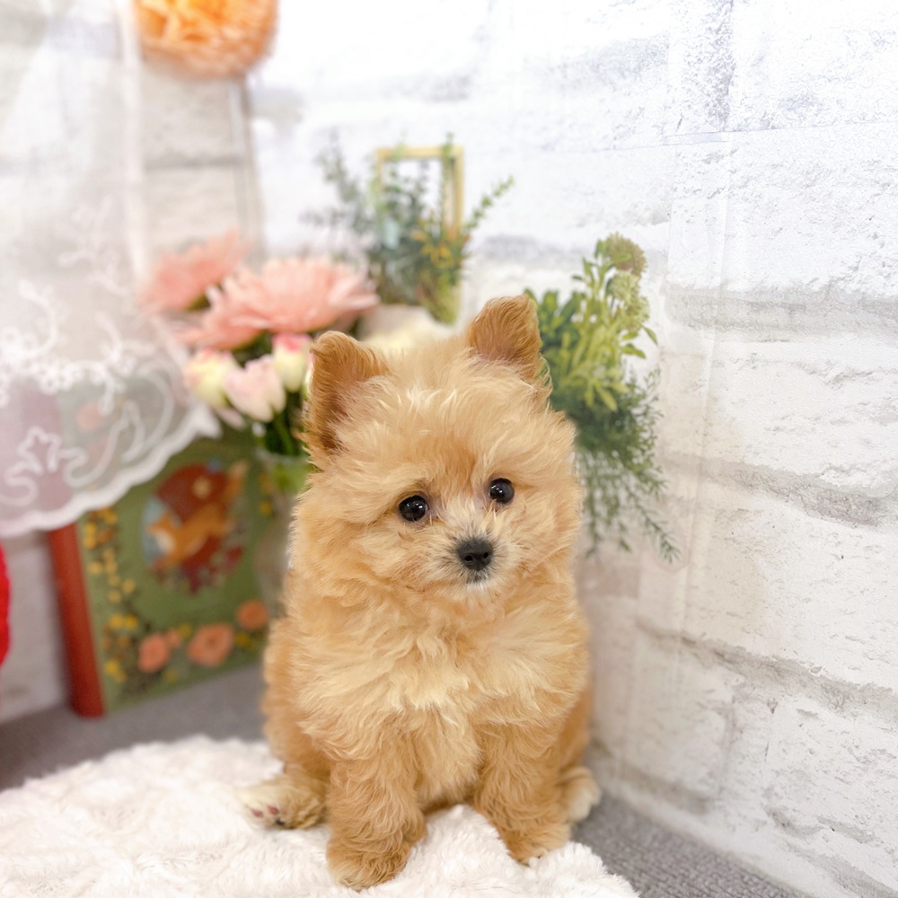 京都府のポメプー(ポメラニアン×プードル) (犬の家＆猫の里京都樟葉店/2025年6月25日生まれ/女の子/アプリコット)の子犬の4枚目の画像