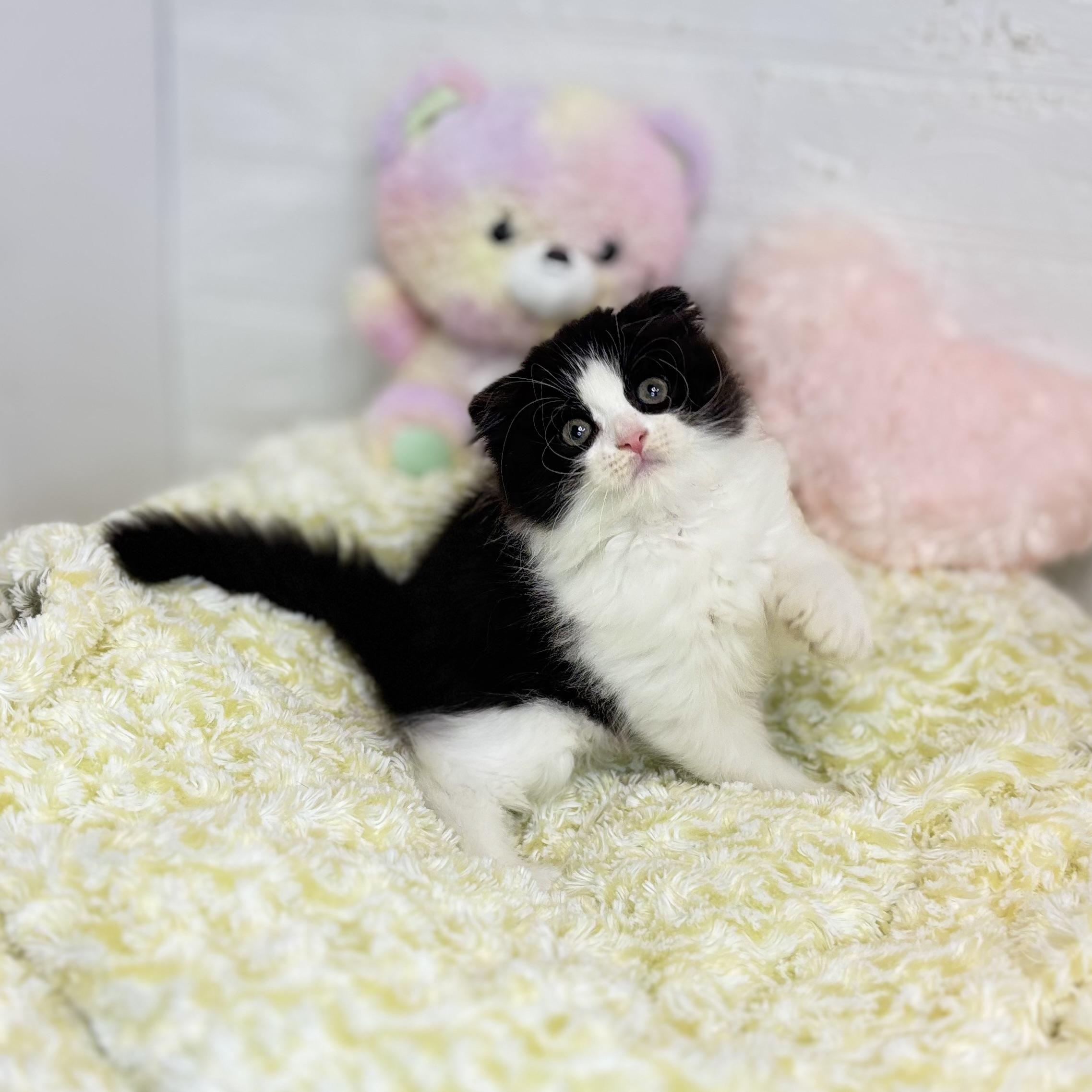 長野県のスコティッシュフォールド (犬の家＆猫の里長野店/2025年6月27日生まれ/男の子/ブラックホワイト)の子猫の4枚目の画像
