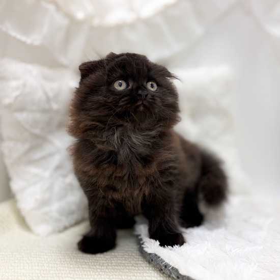 岐阜県のスコティッシュフォールド (犬の家＆猫の里カラフルタウン岐阜店/2025年6月27日生まれ/女の子/ブラック)の子猫の4枚目の画像