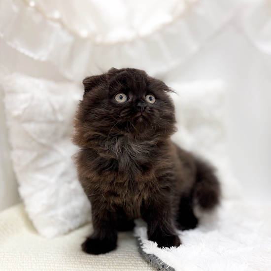 岐阜県のスコティッシュフォールド (犬の家＆猫の里カラフルタウン岐阜店/2025年6月27日生まれ/女の子/ブラック)の子猫の4枚目の画像