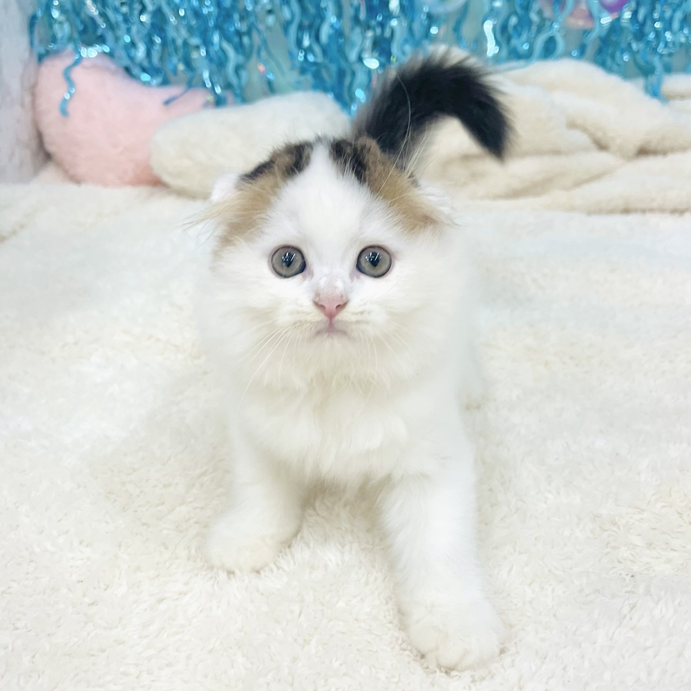 愛知県のスコティッシュフォールド (犬の家＆猫の里エアポートウォーク店/2025年6月27日生まれ/女の子/ブラウンタビーホワイト)の子猫の4枚目の画像