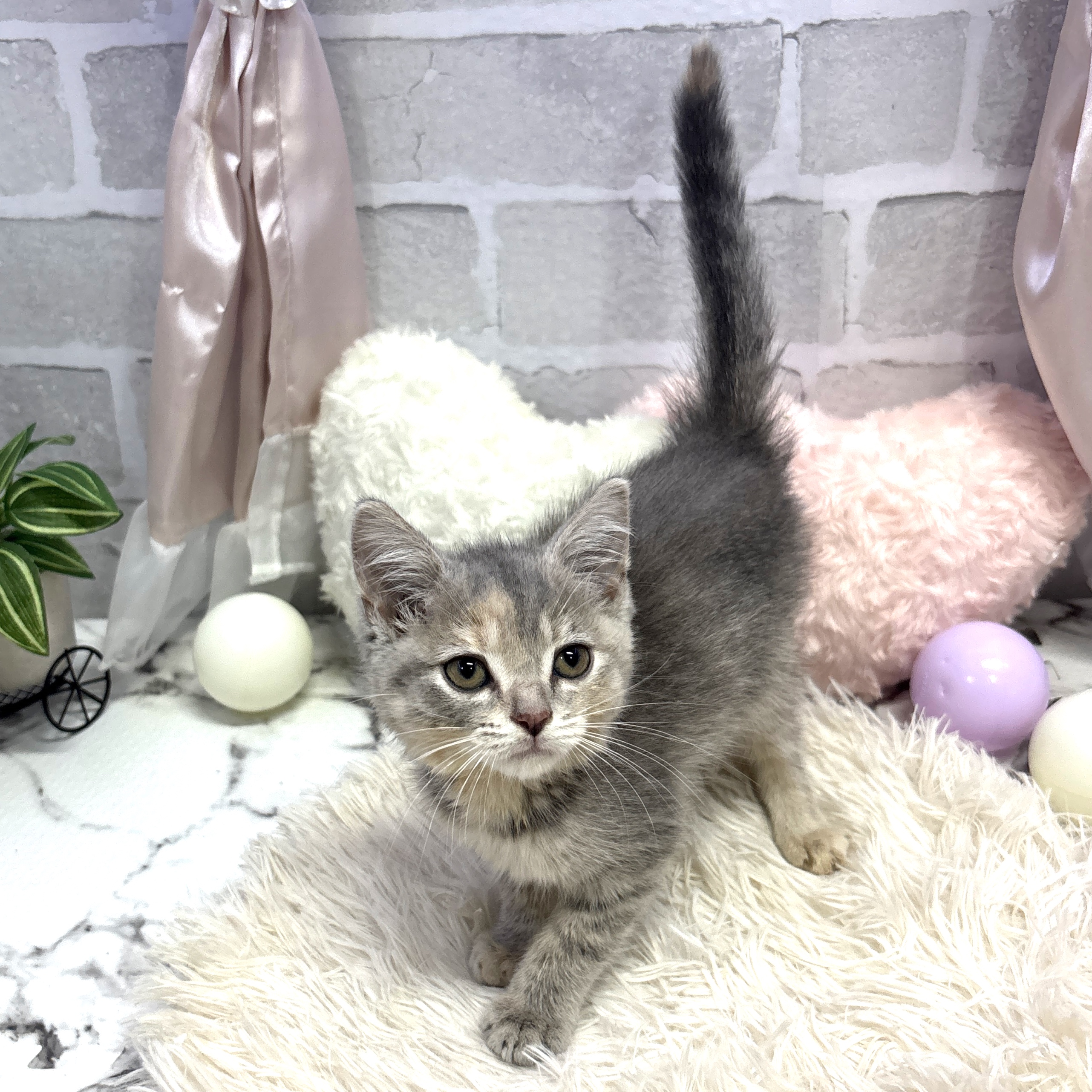 愛知県のマンチカン (犬の家＆猫の里岡崎店/2025年6月13日生まれ/女の子/ブルークリームホワイト)の子猫の4枚目の画像