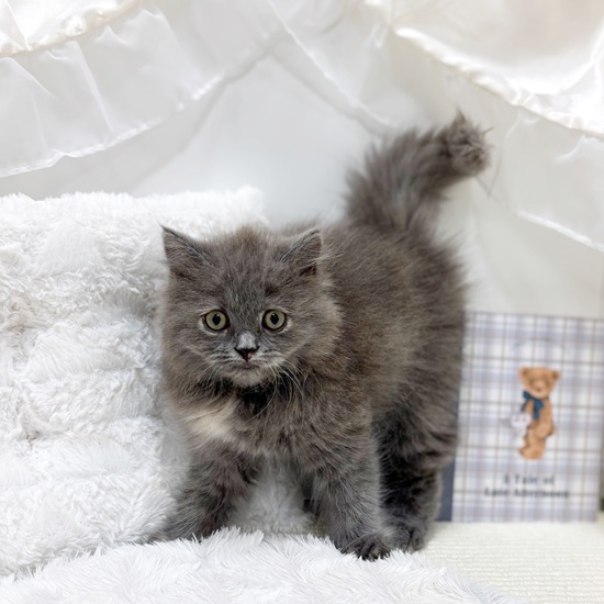 岐阜県のブリティッシュロングヘアー (犬の家＆猫の里カラフルタウン岐阜店/2025年6月25日生まれ/女の子/ブルークリーム)の子猫の4枚目の画像