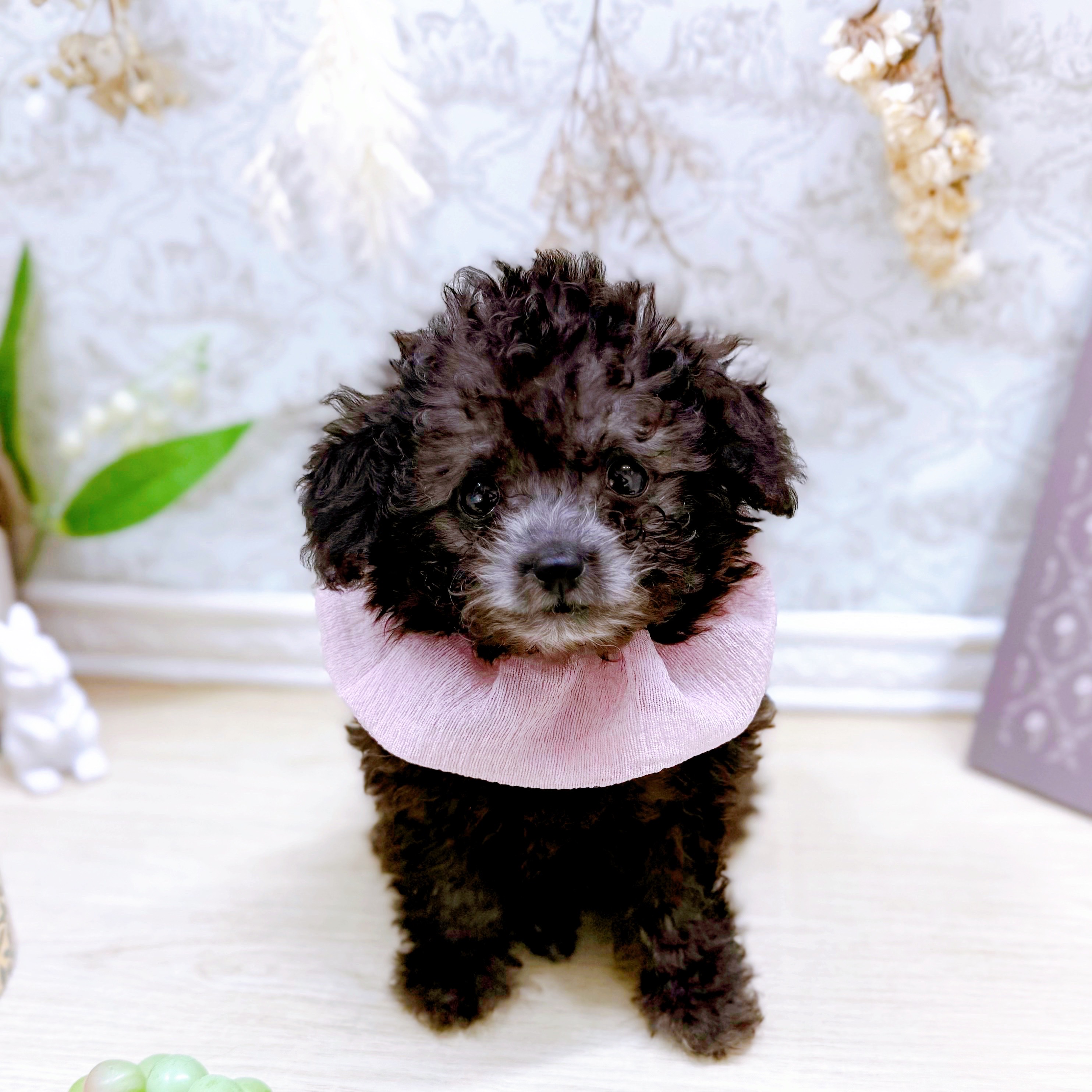 福井県のトイプードル(トイ) (犬の家＆猫の里アミーゴ福井大和田店/2025年6月28日生まれ/女の子/シルバー)の子犬の1枚目の画像