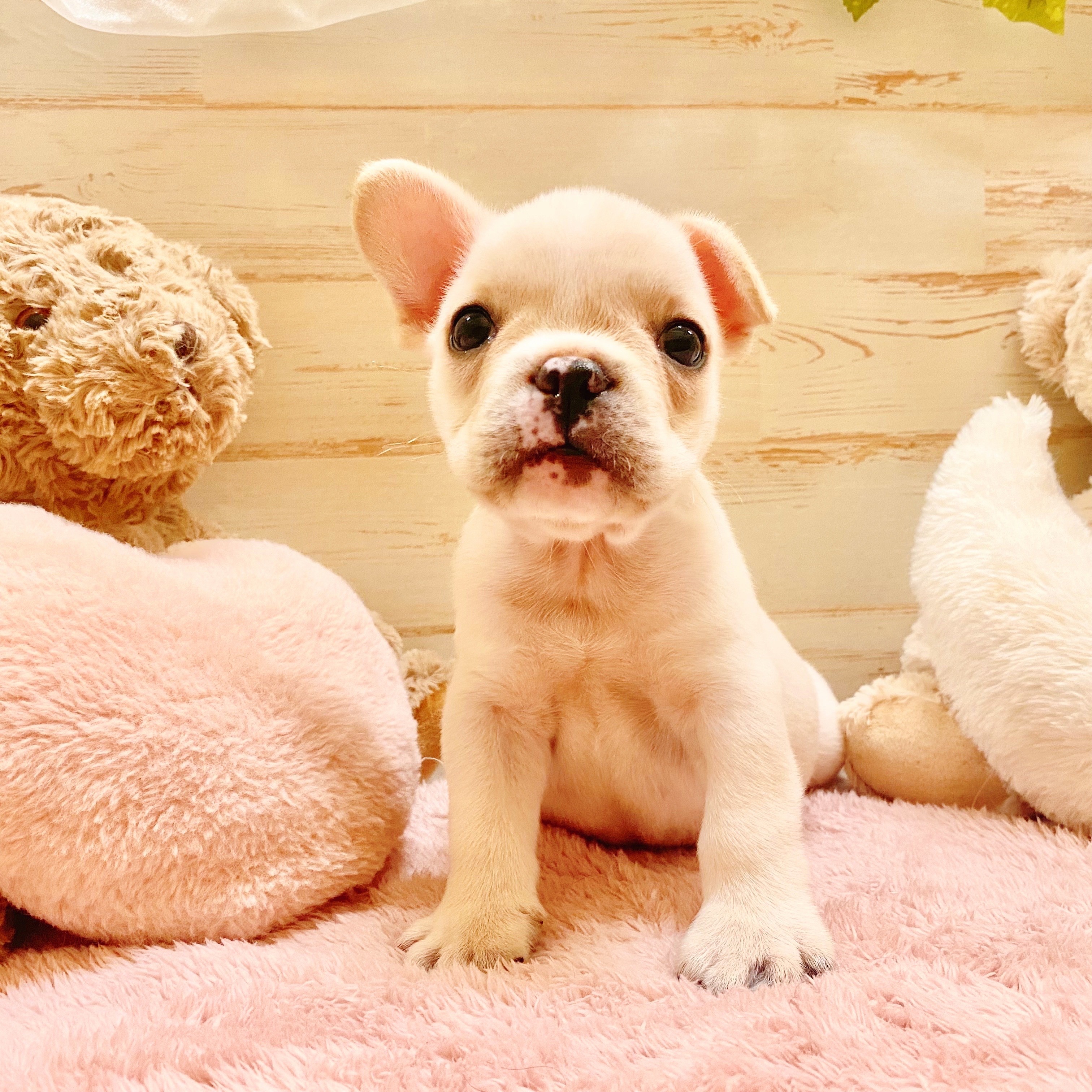 兵庫県のフレンチブルドッグ (犬の家＆猫の里神戸店/2025年6月24日生まれ/男の子/クリーム)の子犬の4枚目の画像