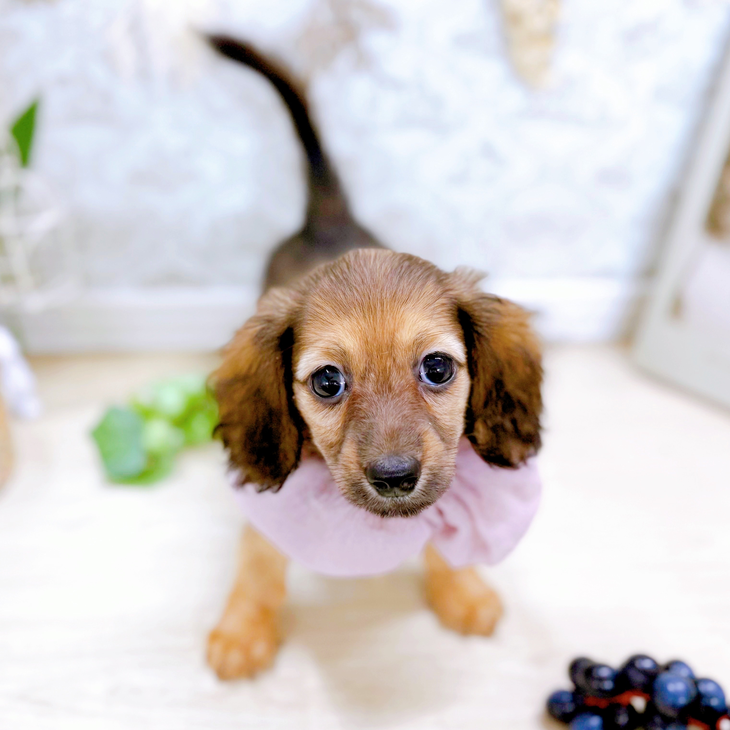 福井県のミニチュアダックスフンド(ロング) (犬の家＆猫の里アミーゴ福井大和田店/2025年6月28日生まれ/女の子/シェーデットイエロー)の子犬の4枚目の画像