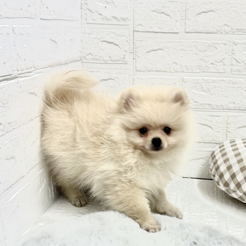 愛知県のポメラニアン (犬の家＆猫の里豊川インター店/2025年6月23日生まれ/男の子/クリーム)の子犬の4枚目の画像