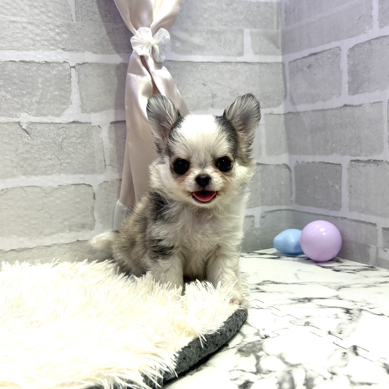 愛知県のチワワ(ロング) (犬の家＆猫の里岡崎店/2025年6月24日生まれ/男の子/イザベラホワイト)の子犬の4枚目の画像