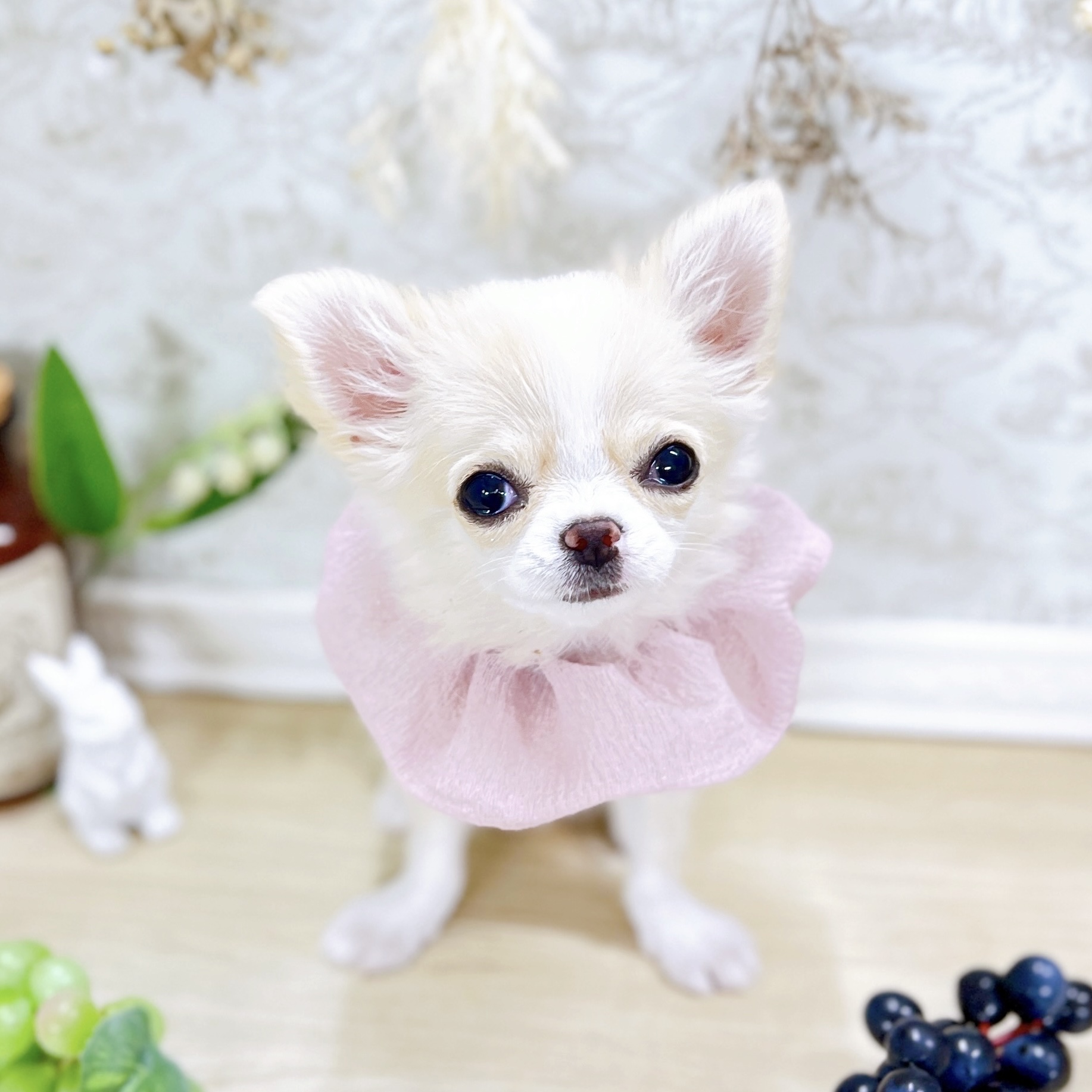 福井県のチワワ(ロング) (犬の家＆猫の里アミーゴ福井大和田店/2025年6月3日生まれ/女の子/クリームホワイト)の子犬の4枚目の画像