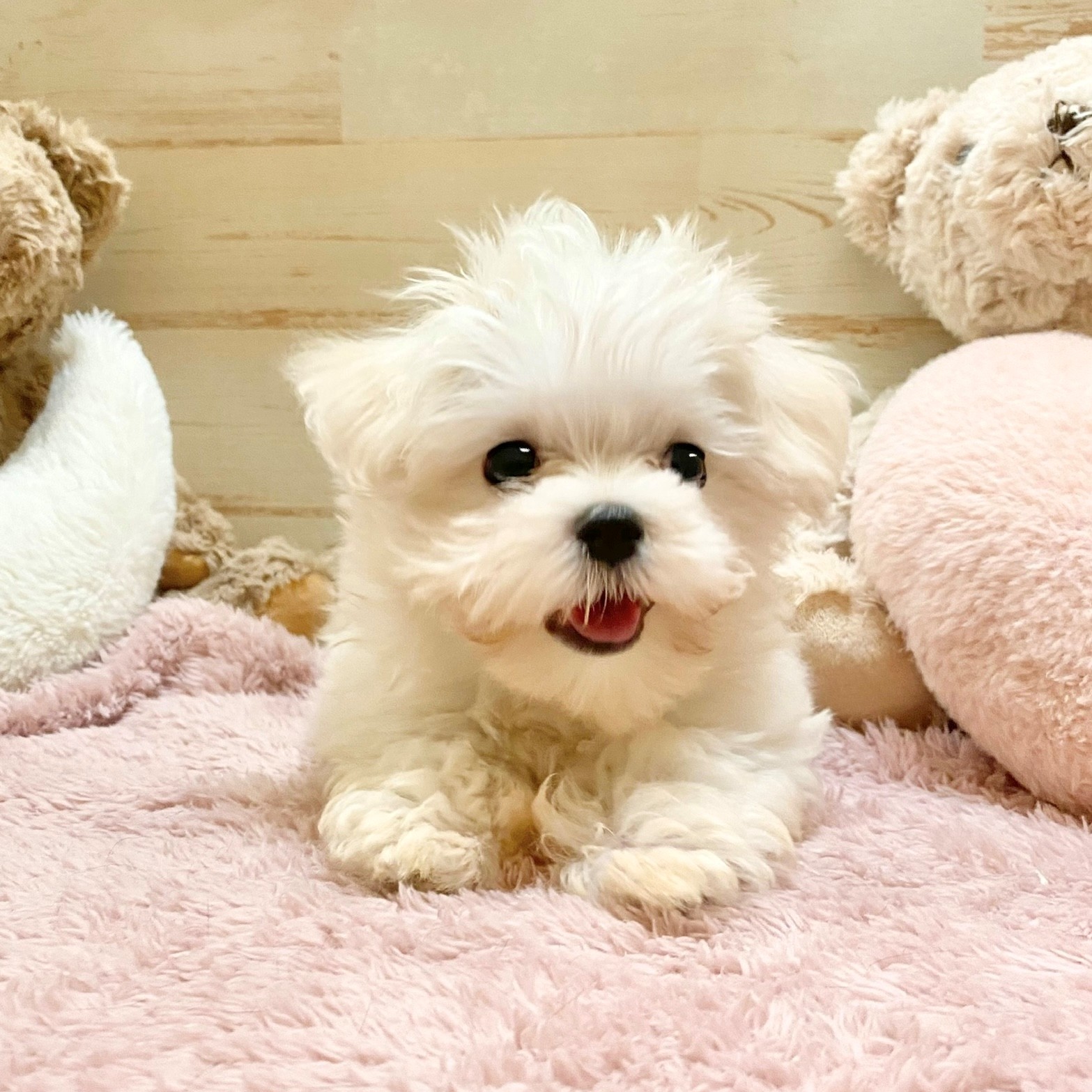兵庫県のマルチーズ (犬の家＆猫の里神戸店/2025年6月28日生まれ/男の子/ホワイト)の子犬の4枚目の画像