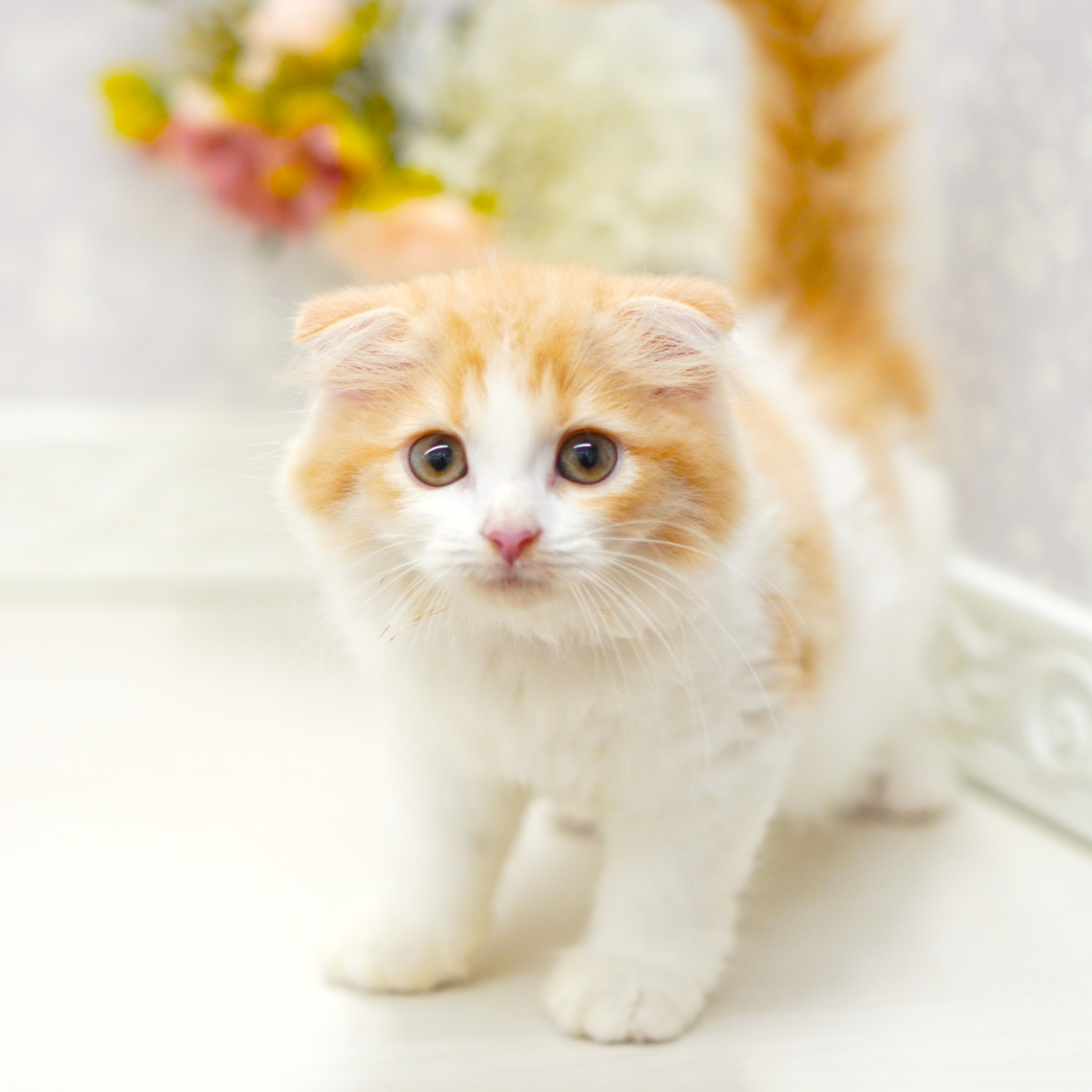 富山県のスコティッシュフォールド (犬の家＆猫の里アミーゴ山室店/2025年6月29日生まれ/女の子/レッドタビーホワイト)の子猫の4枚目の画像