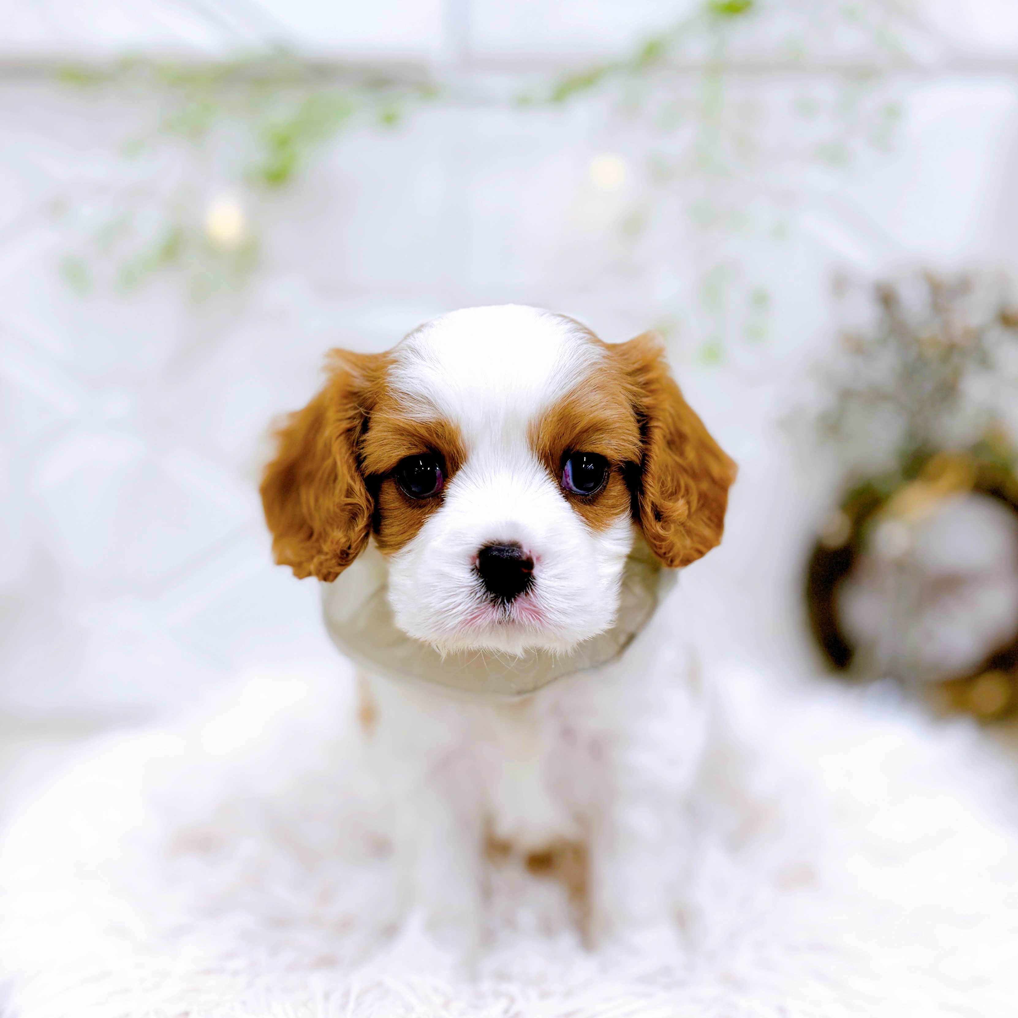 福井県のキャバリアキングチャールズスパニエル (犬の家＆猫の里アミーゴ福井店/2025年6月27日生まれ/男の子/ブレンハイム)の子犬の1枚目の画像