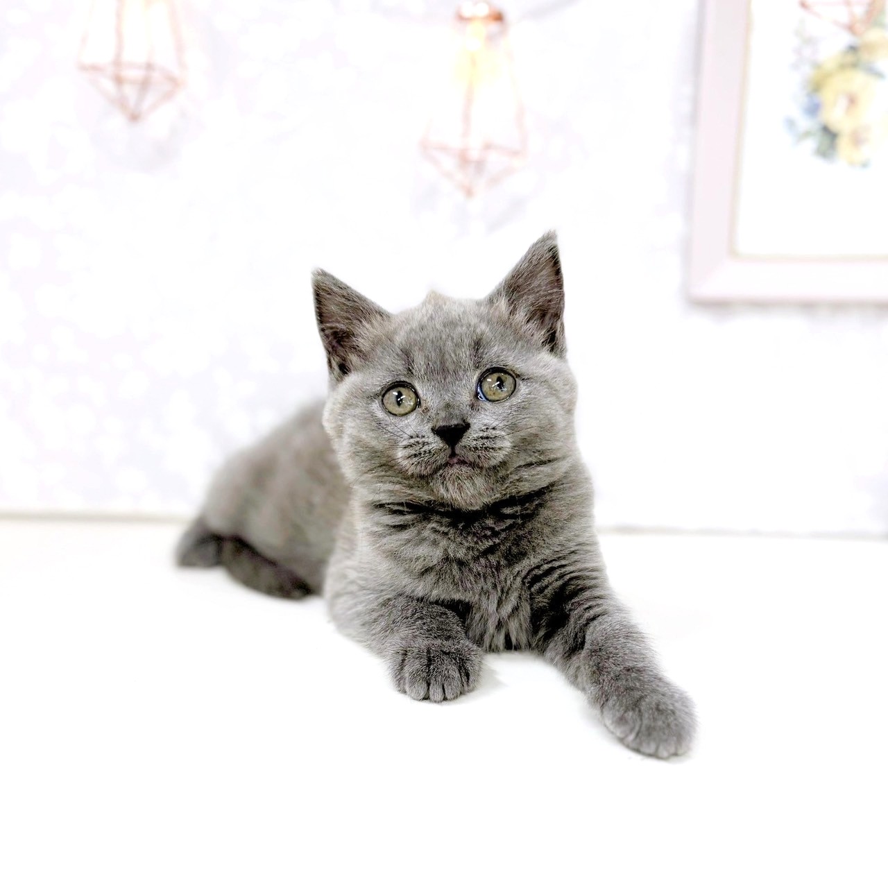富山県のブリティッシュショートヘアー (犬の家＆猫の里アミーゴ高岡蓮花寺店/2025年6月20日生まれ/女の子/ブルー)の子猫の4枚目の画像