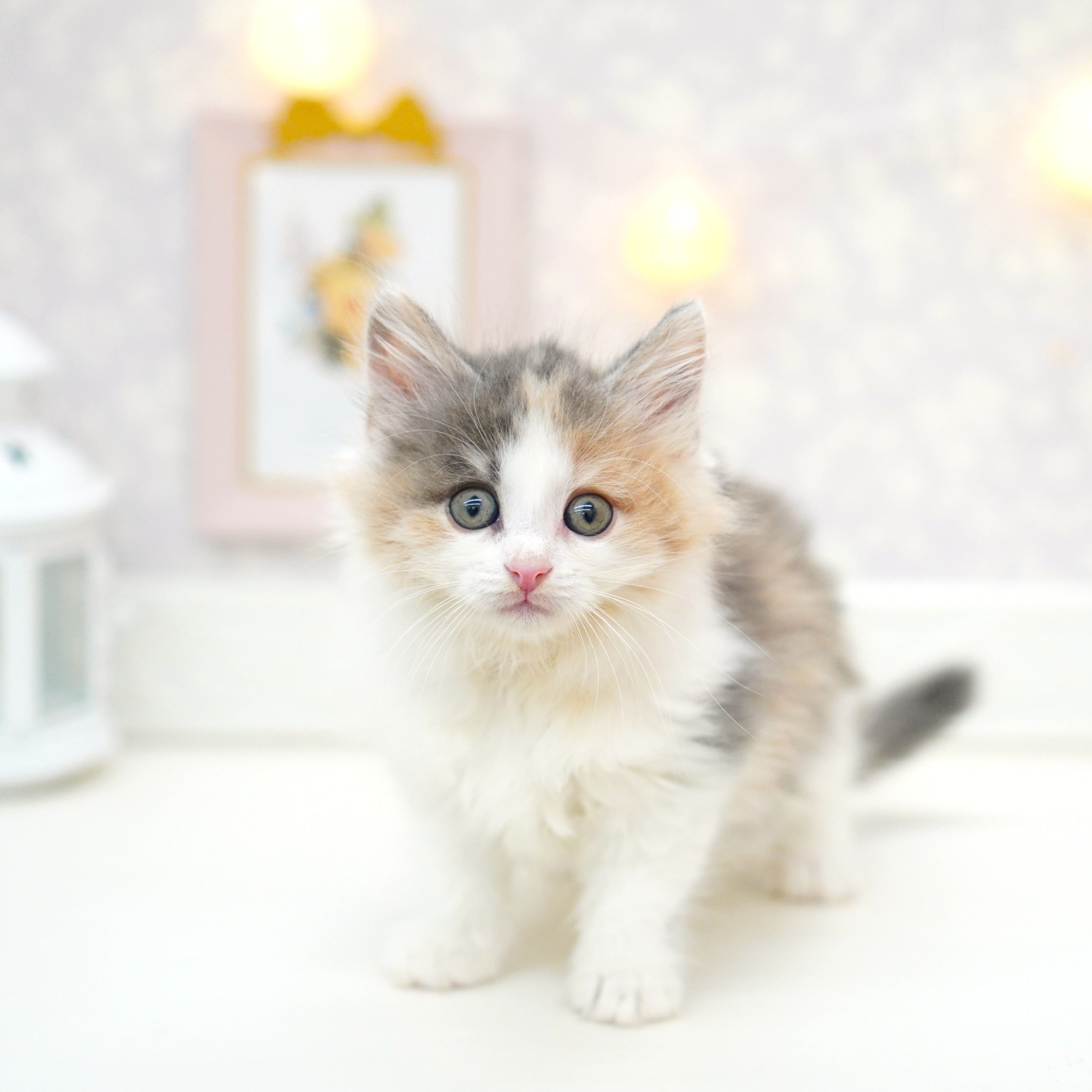 富山県のノルウェージャンフォレストキャット (犬の家＆猫の里富山店/2025年6月29日生まれ/女の子/ダイリュートキャリコ)の子猫の4枚目の画像