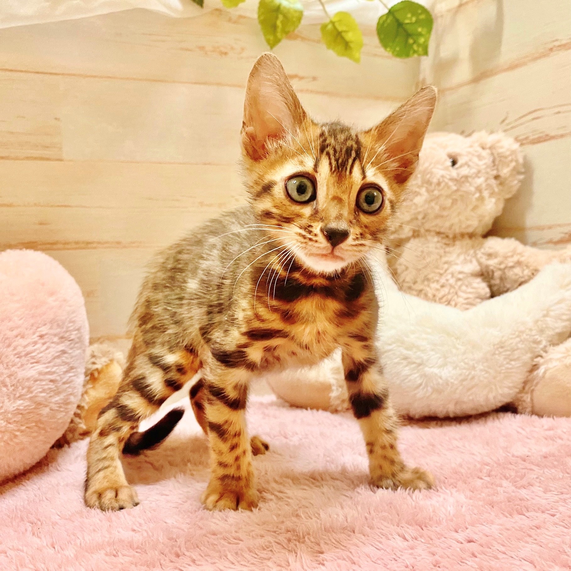 兵庫県のベンガル (犬の家＆猫の里神戸店/2025年6月26日生まれ/男の子/ブラウンスポットタビー)の子猫の4枚目の画像