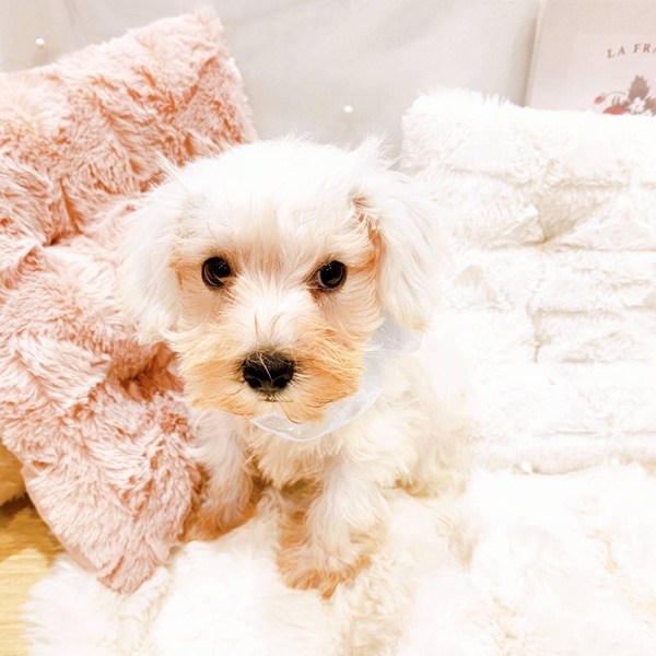福井県のミニチュアシュナウザー (犬の家＆猫の里福井店/2025年6月26日生まれ/男の子/ホワイト)の子犬の4枚目の画像