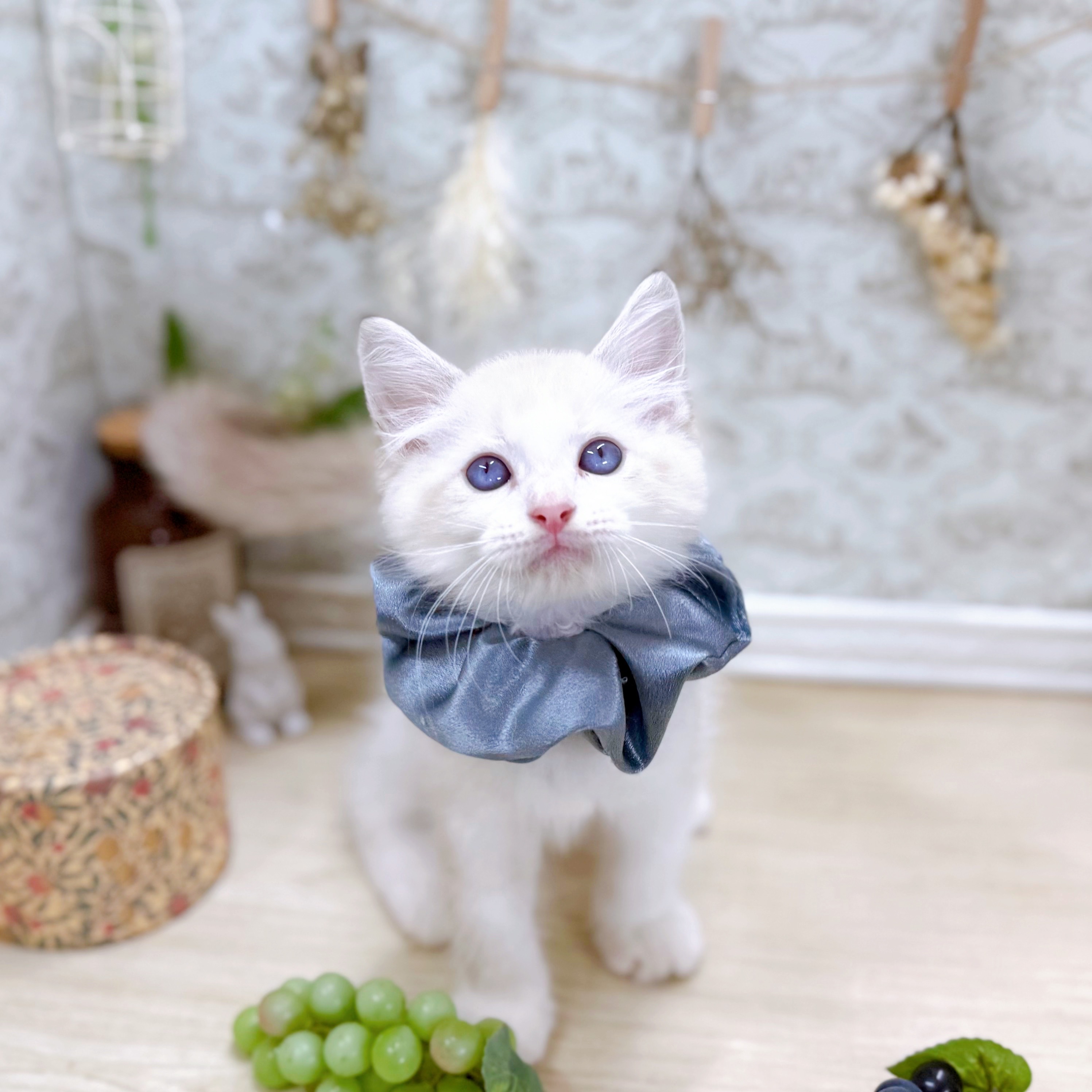 福井県のラグドール (犬の家＆猫の里アミーゴ福井大和田店/2025年6月29日生まれ/男の子/シールポイントバイカラー)の子猫の4枚目の画像