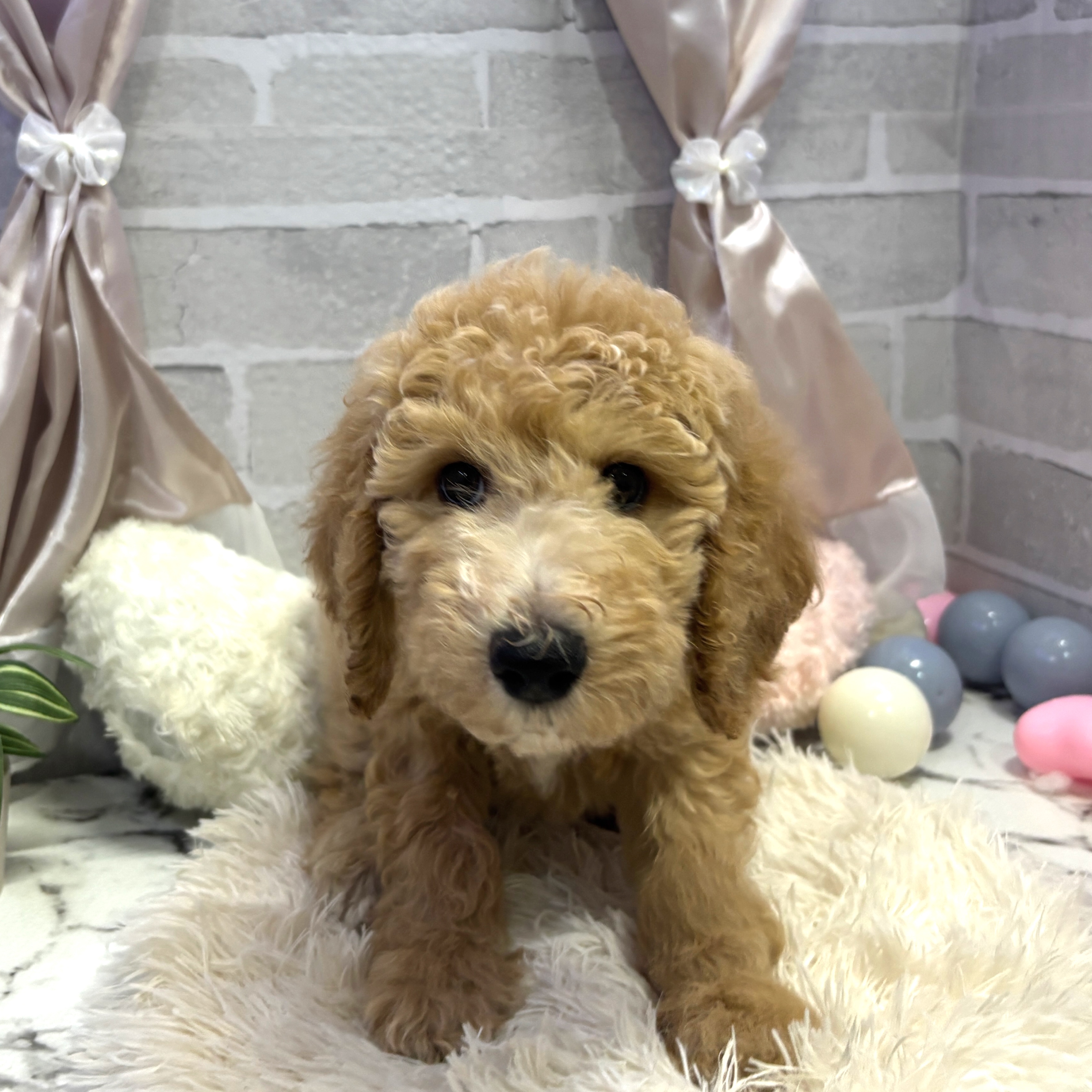 愛知県のスタンダードプードル (犬の家＆猫の里岡崎店/2025年6月28日生まれ/女の子/アプリコット)の子犬の4枚目の画像