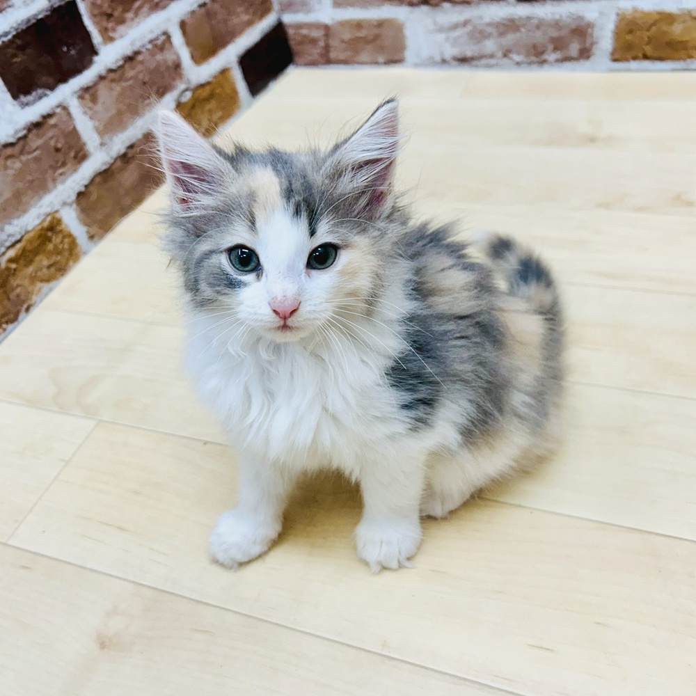 愛知県のノルウェージャンフォレストキャット (犬の家＆猫の里七宝店/2025年6月23日生まれ/女の子/ブルーパッチドタビーホワイト)の子猫の4枚目の画像