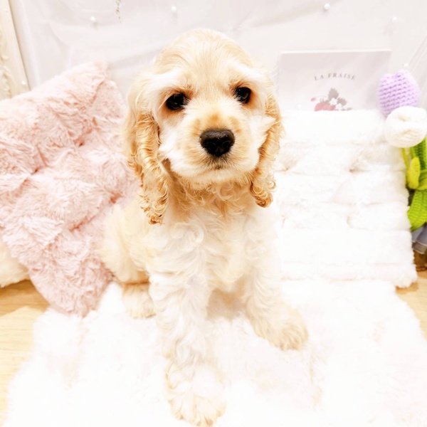 福井県のアメリカンコッカースパニエル (犬の家＆猫の里福井店/2025年6月29日生まれ/女の子/バフ)の子犬の4枚目の画像