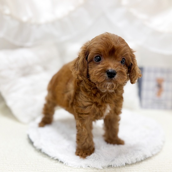 岐阜県のキャバプー(キャバリア×プードル) (犬の家＆猫の里カラフルタウン岐阜店/2025年6月28日生まれ/女の子/レッドホワイト)の子犬の4枚目の画像