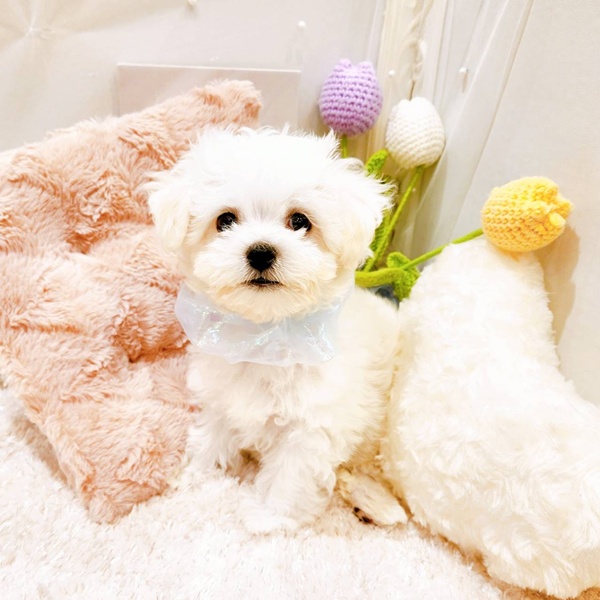 福井県のビションフリーゼ (犬の家＆猫の里福井店/2025年6月29日生まれ/男の子/ホワイト)の子犬の4枚目の画像