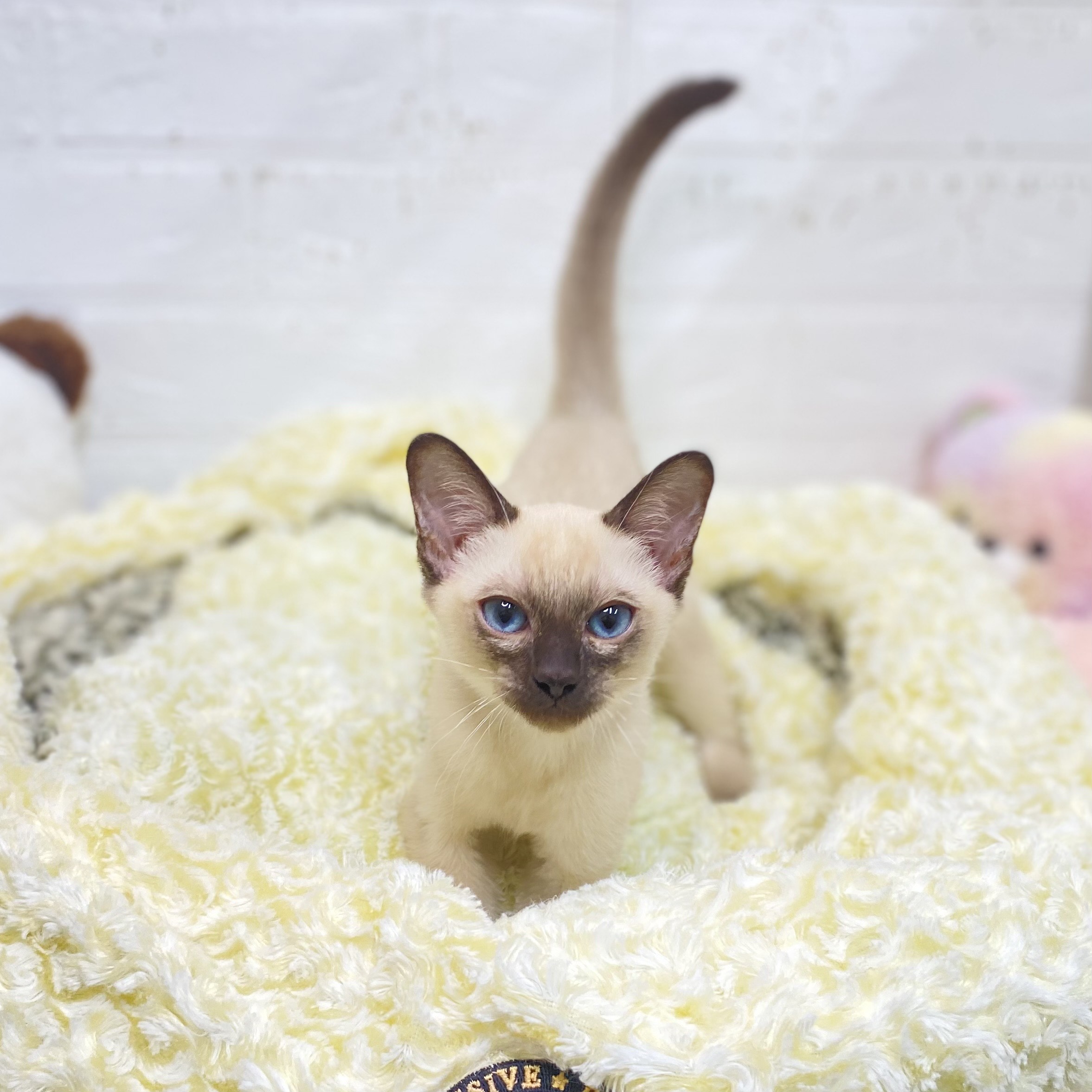 長野県のトンキニーズ (犬の家＆猫の里長野店/2025年6月28日生まれ/男の子/ナチュラルポイント)の子猫の4枚目の画像