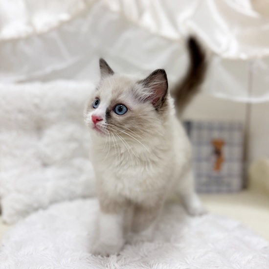 岐阜県のラグドール (犬の家＆猫の里カラフルタウン岐阜店/2025年6月29日生まれ/男の子/ブルーポイントバイカラー)の子猫の4枚目の画像