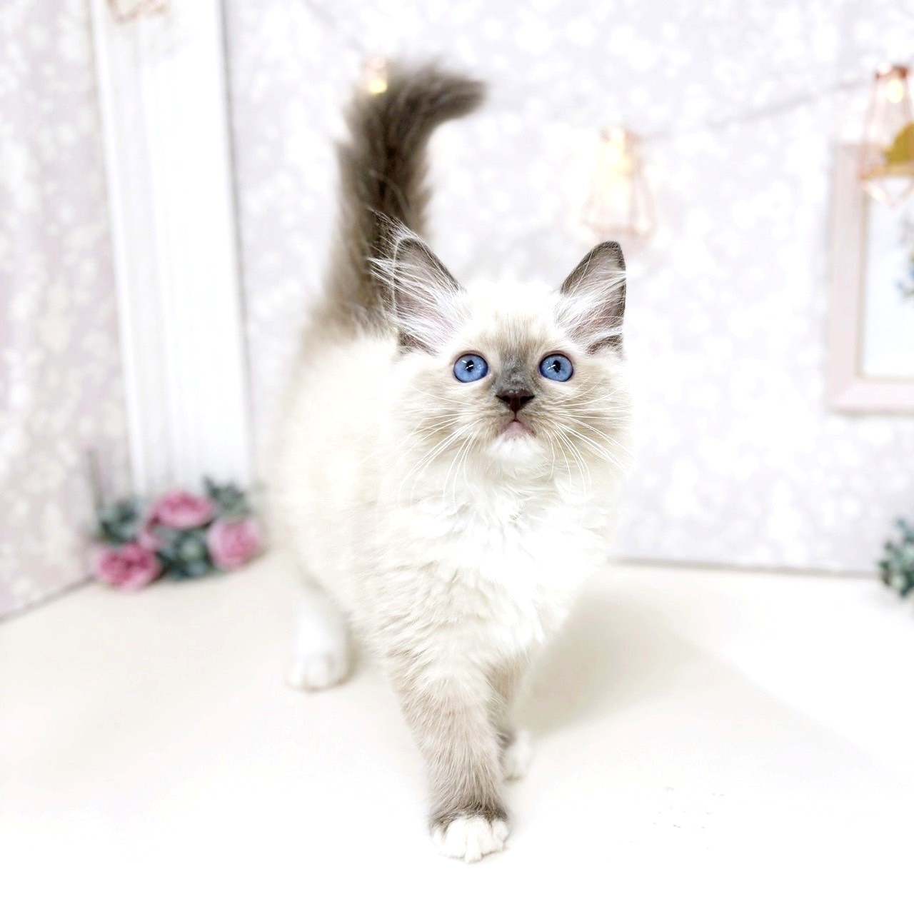 富山県のラグドール (犬の家＆猫の里アミーゴ高岡蓮花寺店/2025年6月29日生まれ/女の子/ブルーポイントミテッド)の子猫の4枚目の画像