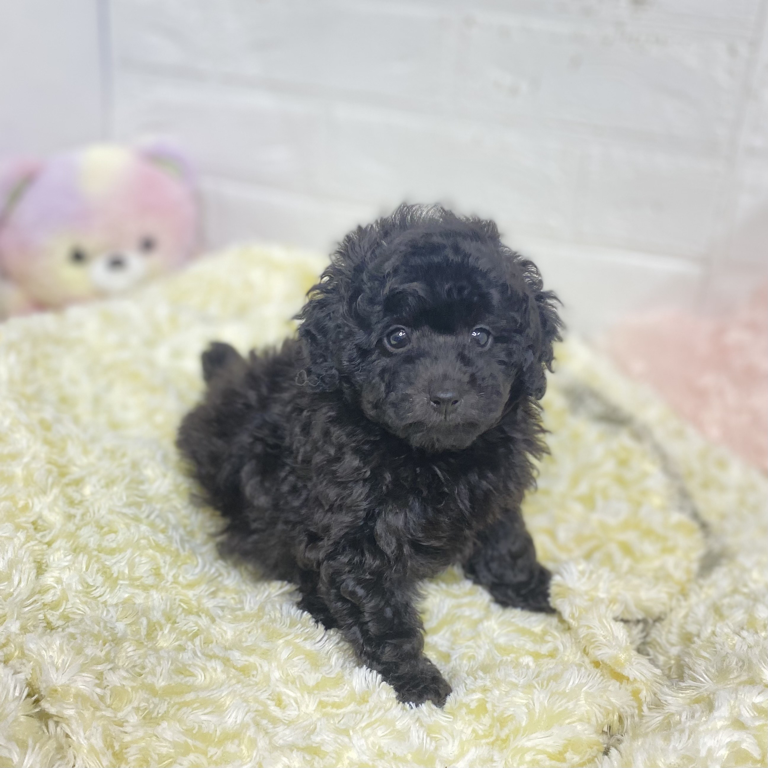 長野県のトイプードル(トイ) (犬の家＆猫の里長野店/2025年6月30日生まれ/女の子/ブラック)の子犬の4枚目の画像