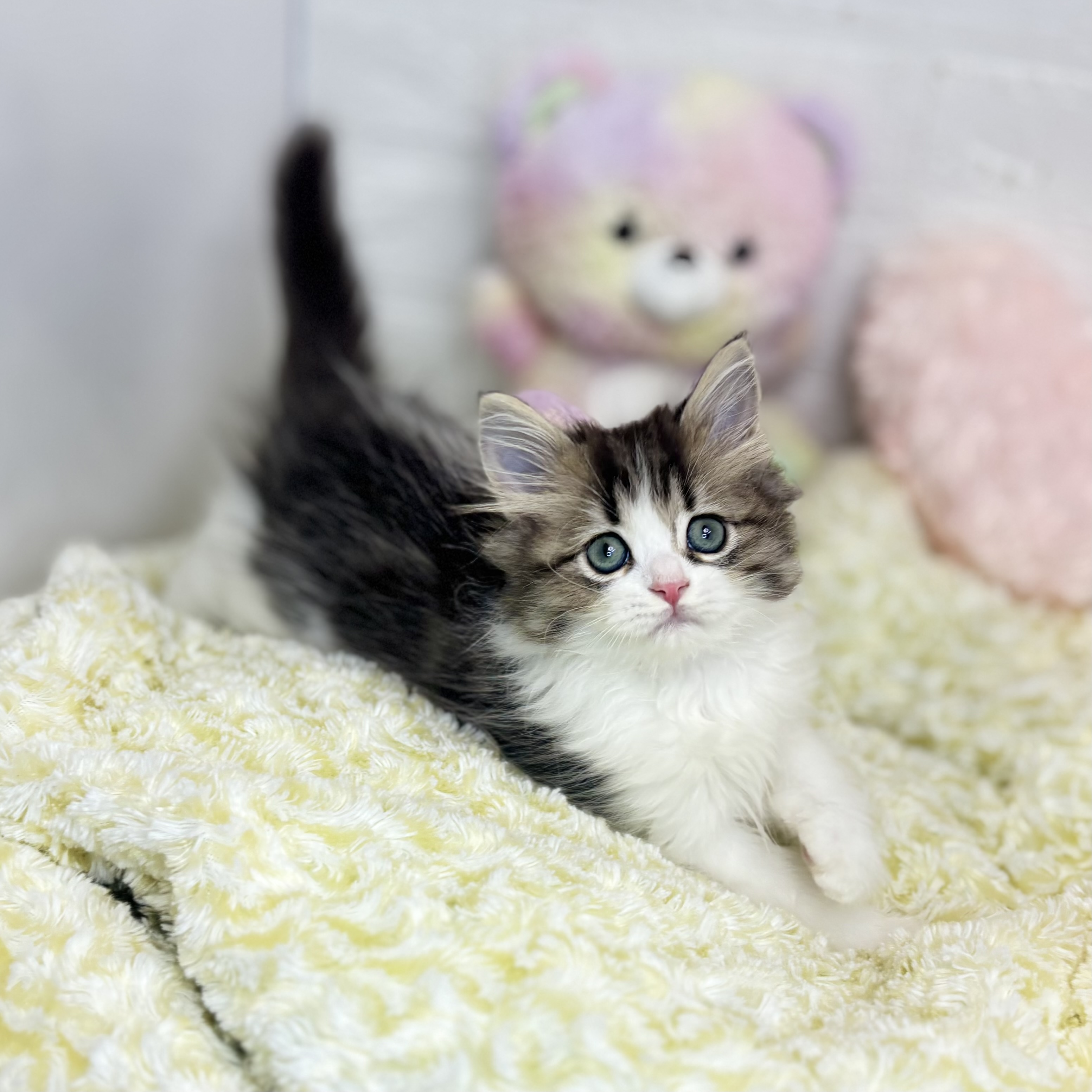 長野県のミヌエット (犬の家＆猫の里長野店/2025年6月26日生まれ/男の子/ブラウンタビーホワイト)の子猫の1枚目の画像
