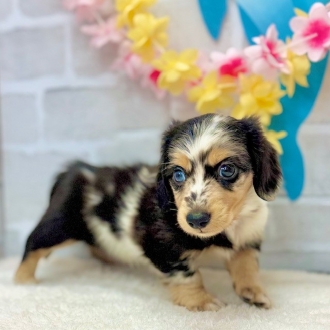 静岡県のミニチュアダックスフンド(ロング) (犬の家＆猫の里プレ葉ウォーク浜北店/2025年6月29日生まれ/男の子/チョコレート＆タン、パイボールド)の子犬の4枚目の画像