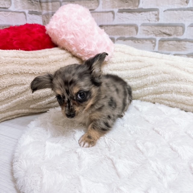 神奈川県のチワックス(チワワ×ダックス) (犬の家＆猫の里元住吉ブレーメン通り店/2025年6月29日生まれ/女の子/シルバーダップル)の子犬の4枚目の画像