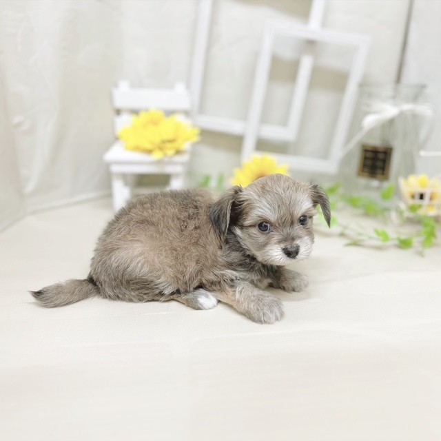 静岡県のハーフ犬・ミックス犬 (犬の家＆猫の里藤枝店/2025年6月28日生まれ/男の子/レッドホワイト)の子犬の4枚目の画像
