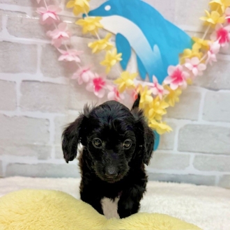 静岡県のダップー(ダックス×プードル) (犬の家＆猫の里プレ葉ウォーク浜北店/2025年6月28日生まれ/男の子/ブラック)の子犬の4枚目の画像